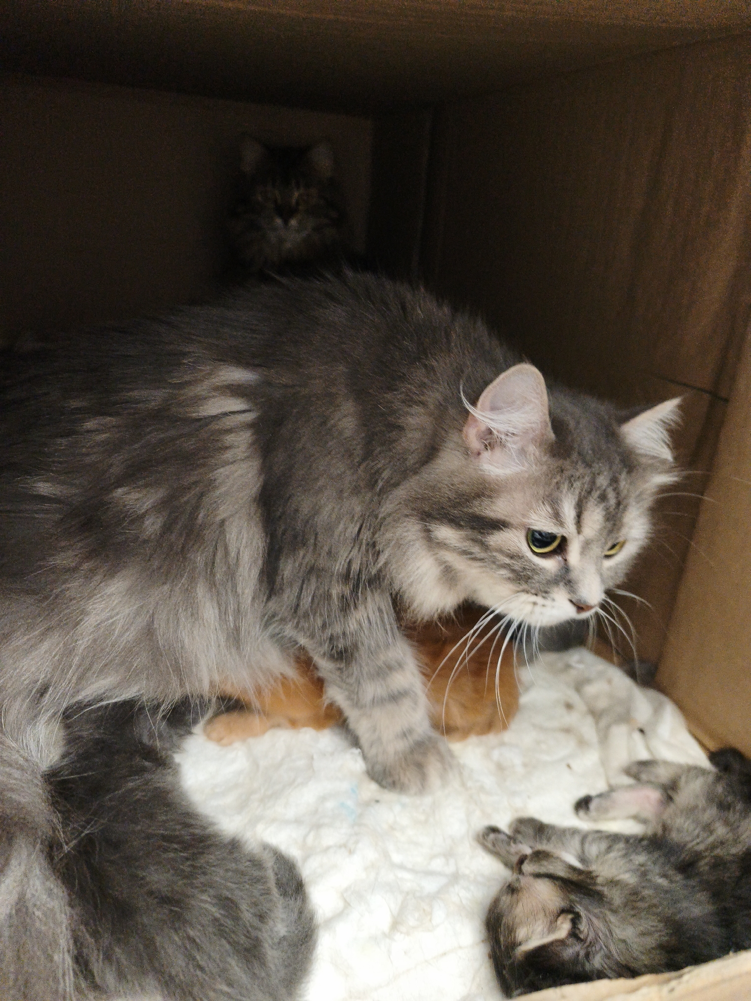 In a cardboard box, a grey and white tabby cat, presumed to be the mother, is surrounded by several kittens. The mother cat is positioned to the left of the frame, looking down and to the right with its yellow eyes. The kittens, varying in size and color, are nestled around her. Some kittens are asleep or resting on a white, fluffy surface, while others are partially obscured by the mother cat's fur. The background is the interior of the cardboard box, dark and sparsely lit. The image appears to be taken indoors, potentially in a domestic setting or shelter, though there are no specific identifiers linking it to Morąg, Poland.