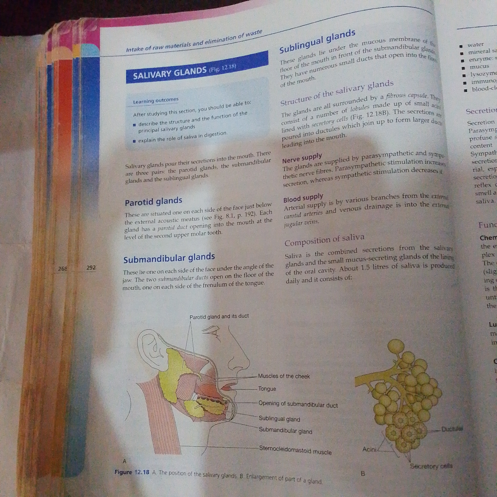 The image is a page from a biology textbook discussing salivary glands. It features text explaining the structure, nerve supply, blood supply, and composition of saliva. There are also two diagrams. Diagram A illustrates the location of the parotid, submandibular, and sublingual salivary glands in relation to facial anatomy, including muscles of the cheek, tongue, and sternocleidomastoid muscle. Diagram B is an enlargement of a gland showing acini, ductules, and secretory cells. The text mentions that salivary glands are important for digestion and that saliva contains water, enzymes, and other substances. There is no information in the image related to the city of Jalingo, Nigeria.