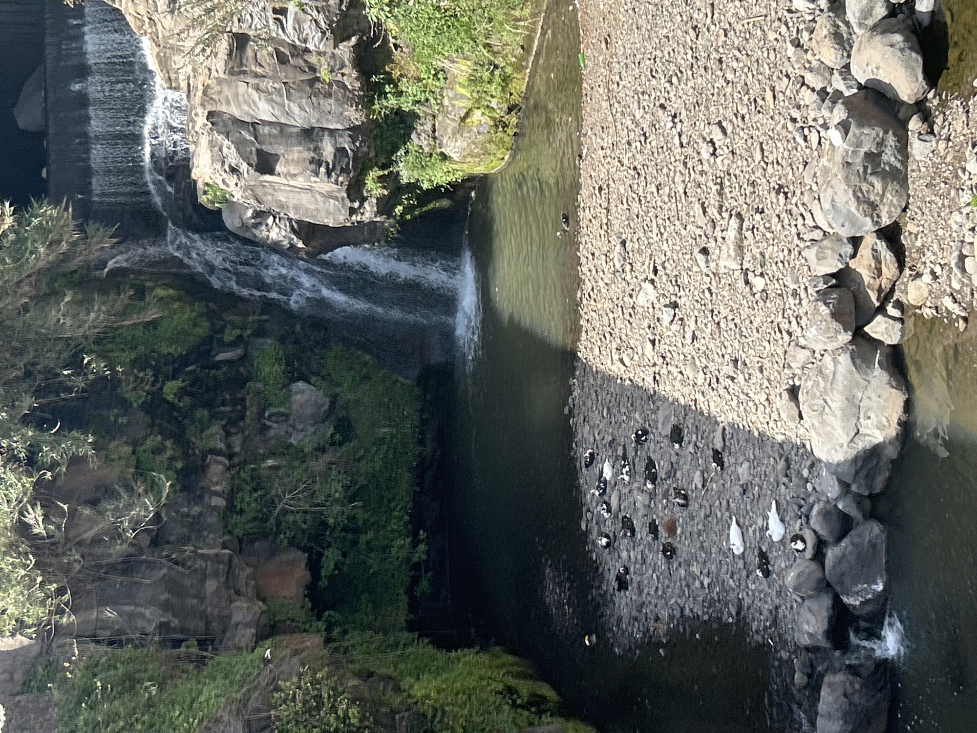 The image shows a waterfall emptying into a body of water. Part of the waterfall is manmade and structured. The water flows past rocky cliffs and lush green vegetation. On one bank of the water, there is a gravelly area where a flock of birds is gathered. The birds appear to be ducks or similar waterfowl, with both dark and white plumage visible. The scene is bathed in sunlight, creating distinct shadows. The location is Câmara de Lobos, Portugal.