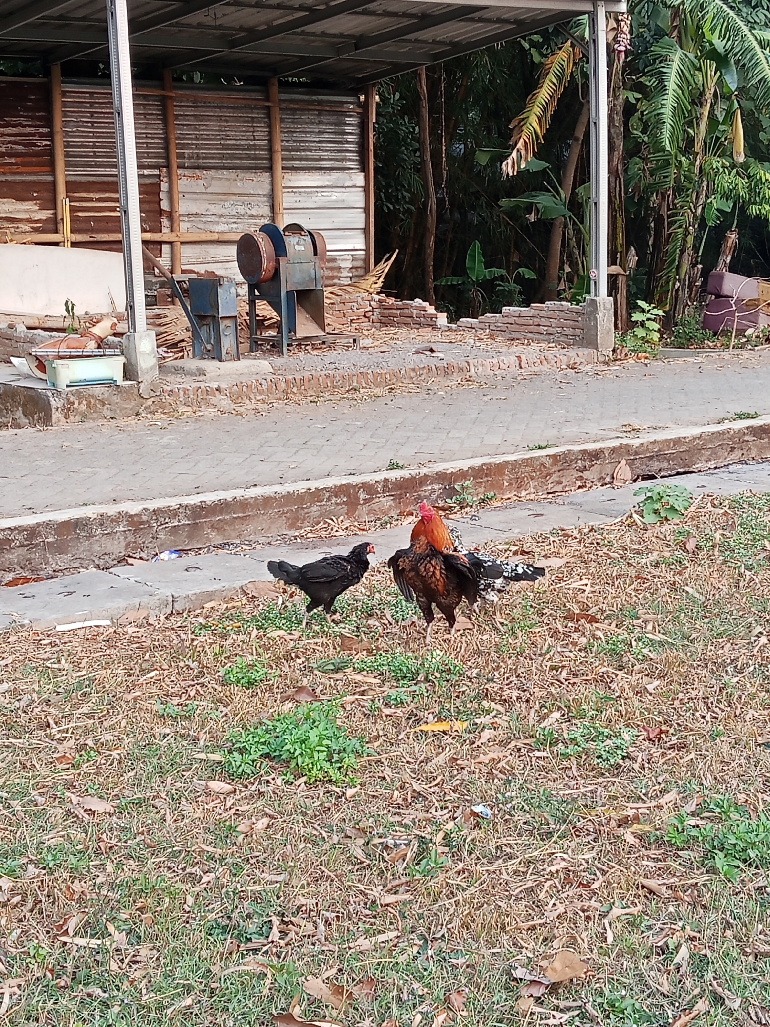 In Semarang, Indonesia, three chickens are visible in a dry, grassy area. Two of the chickens are in the foreground, one is black and the other is a rooster with orange and brown plumage. Behind them, a third chicken with white and black speckled feathers is partially obscured by the rooster. The ground is covered with dry grass and fallen leaves, with patches of green growth interspersed. In the background, a paved walkway or road is bordered by a concrete curb. Further back, a corrugated metal roof structure is supported by pillars, and adjacent to it are piles of construction materials, including wood and bricks. Trees and dense vegetation are visible behind the structure, suggesting an outdoor setting with some evidence of ongoing construction or demolition.