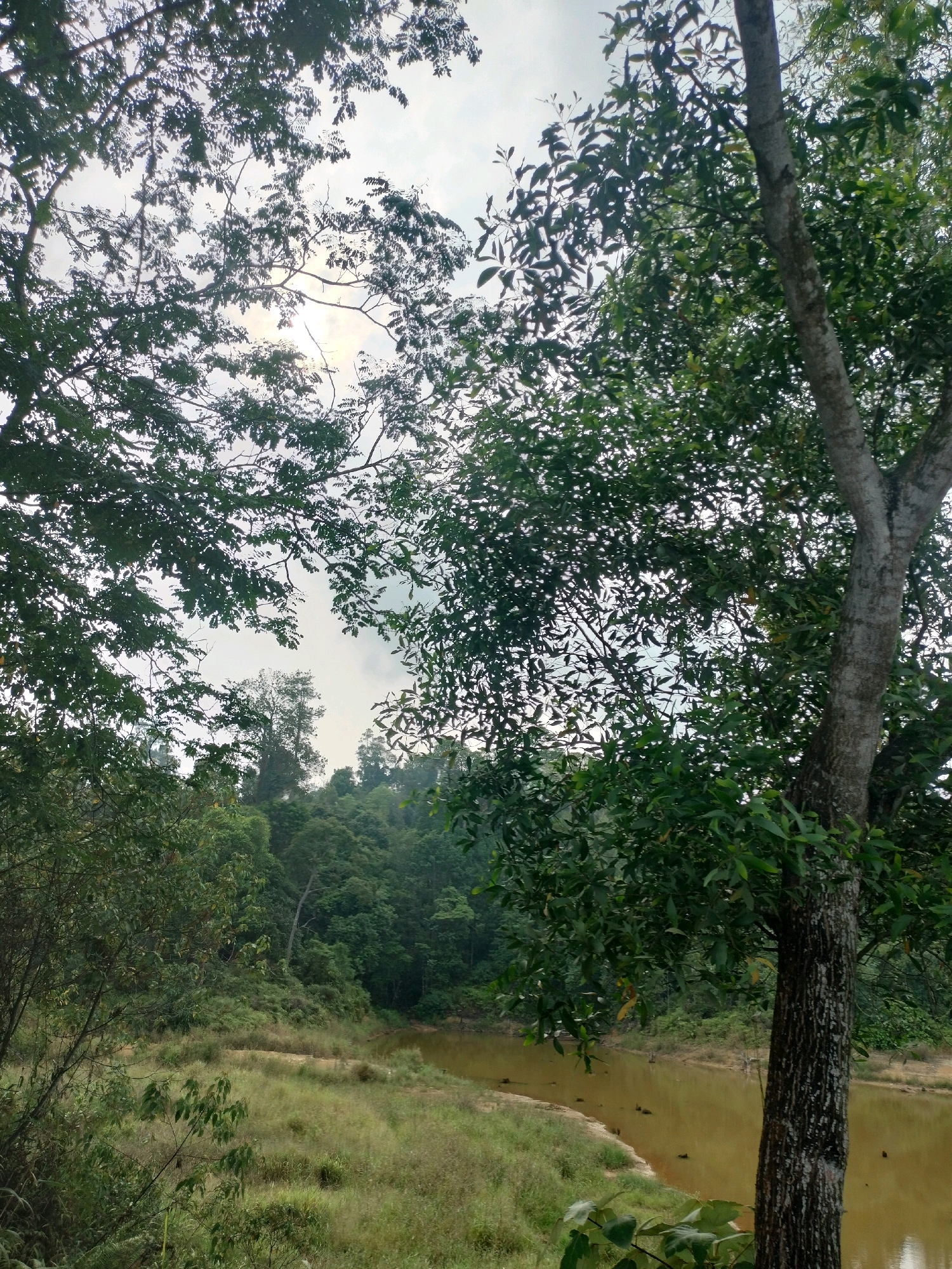 This is a photograph of a tranquil natural landscape, likely located within the city limits of Batam, Indonesia, given its tropical vegetation and overcast sky. The scene is dominated by lush greenery. In the foreground and midground, a thick canopy of trees with dense foliage obscures much of the sky, allowing only dappled sunlight to filter through. A large tree trunk with textured bark is prominently positioned on the right side of the image, its branches extending upwards and outwards.
A body of murky, brown water, possibly a river or a pond, occupies the right and central parts of the midground, its surface disturbed by subtle ripples. The bank of the water is lined with tall, dry grass and scattered smaller plants. Beyond the water, a densely wooded hill rises, covered in a variety of trees with dark green leaves, suggesting a tropical forest environment. The sky is overcast with a soft, diffused light. There are no people or visible signs of human activity in this serene natural setting.