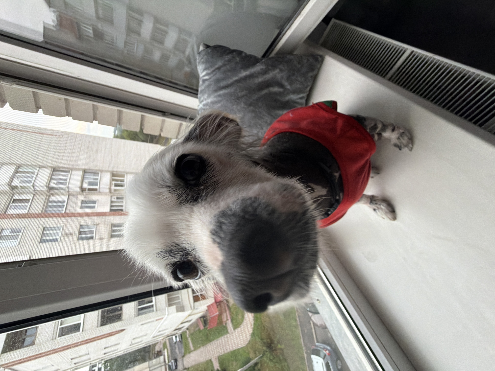 A Chinese Crested dog, wearing a red dog coat, sits on a white windowsill in Ternopil, Ukraine. The dog's fur is sparse, with white fur on its head and darker patches on its body and legs. It has dark eyes and a prominent black nose. Behind the dog, a grey pillow rests against a windowpane. The window overlooks an urban scene with multi-story apartment buildings and trees. A silver car is visible on the street below. The windowsill appears to be part of a window frame that is angled, creating a fisheye lens effect on the scene. A grey radiator with horizontal slats is positioned below the windowsill to the right of the frame. The sky is overcast.