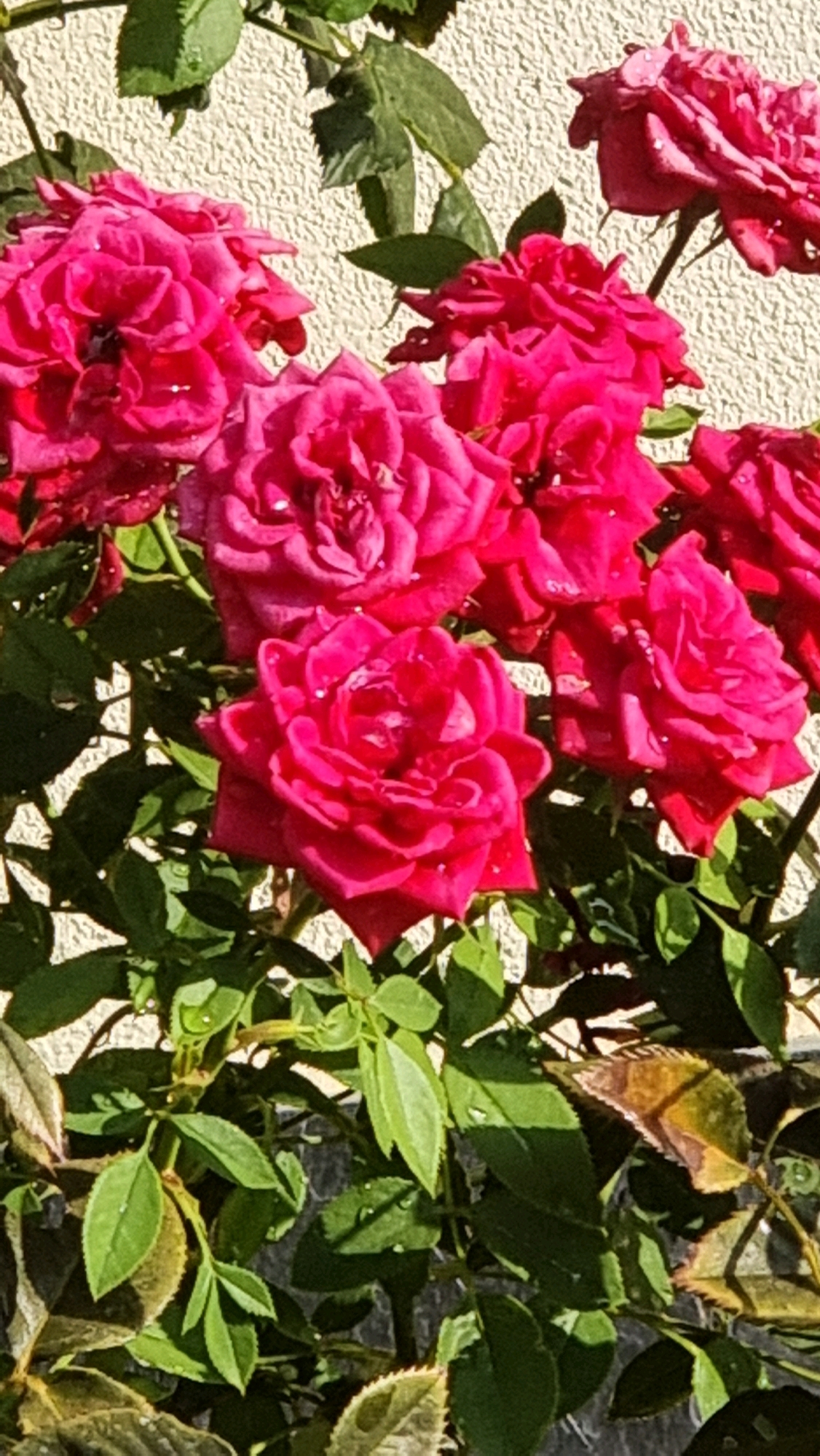 This is a close-up, vertical shot of bright pink roses in bloom. The roses are clustered together, with some fully open and others still unfurling. Many of the petals have small droplets of water on them, suggesting recent rain or watering. Lush green leaves surround the flowers, some with a slightly wilted appearance. The background is a textured, light-colored wall, possibly stucco. The lighting suggests it is daytime with the sun casting shadows. The scene appears to be outdoors, in a garden setting within the city of Sant Joan Les Fonts, Spain.