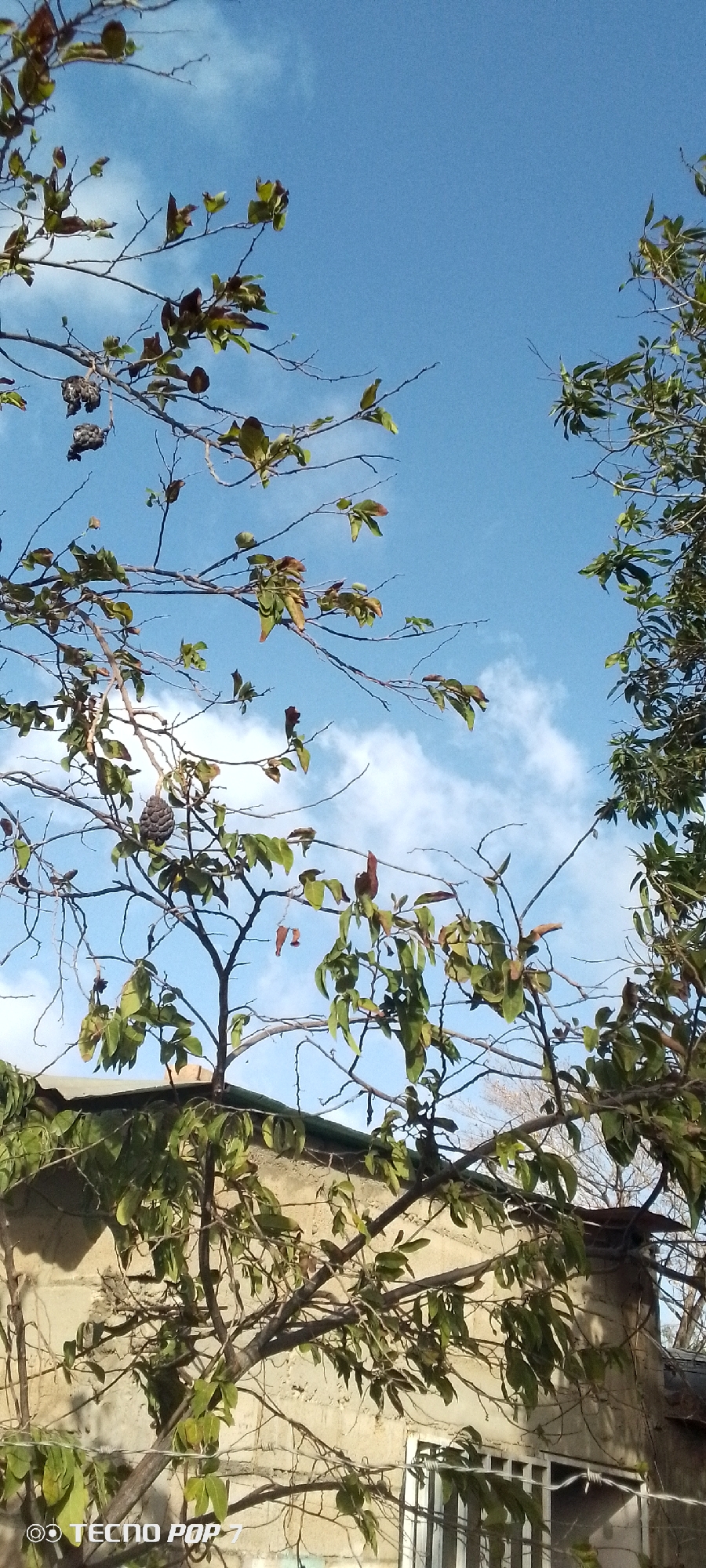 A daytime, upward-angle shot in Altagracia, Venezuela, reveals branches with green and brown leaves against a blue sky with scattered clouds. A fruit resembling a sugar apple hangs from one branch. Below the branches, a concrete building is partially visible. A window with vertical bars is seen at the bottom right. A barbed wire is strung along. The brand "TECNO POP 7" is watermarked in the bottom left corner.