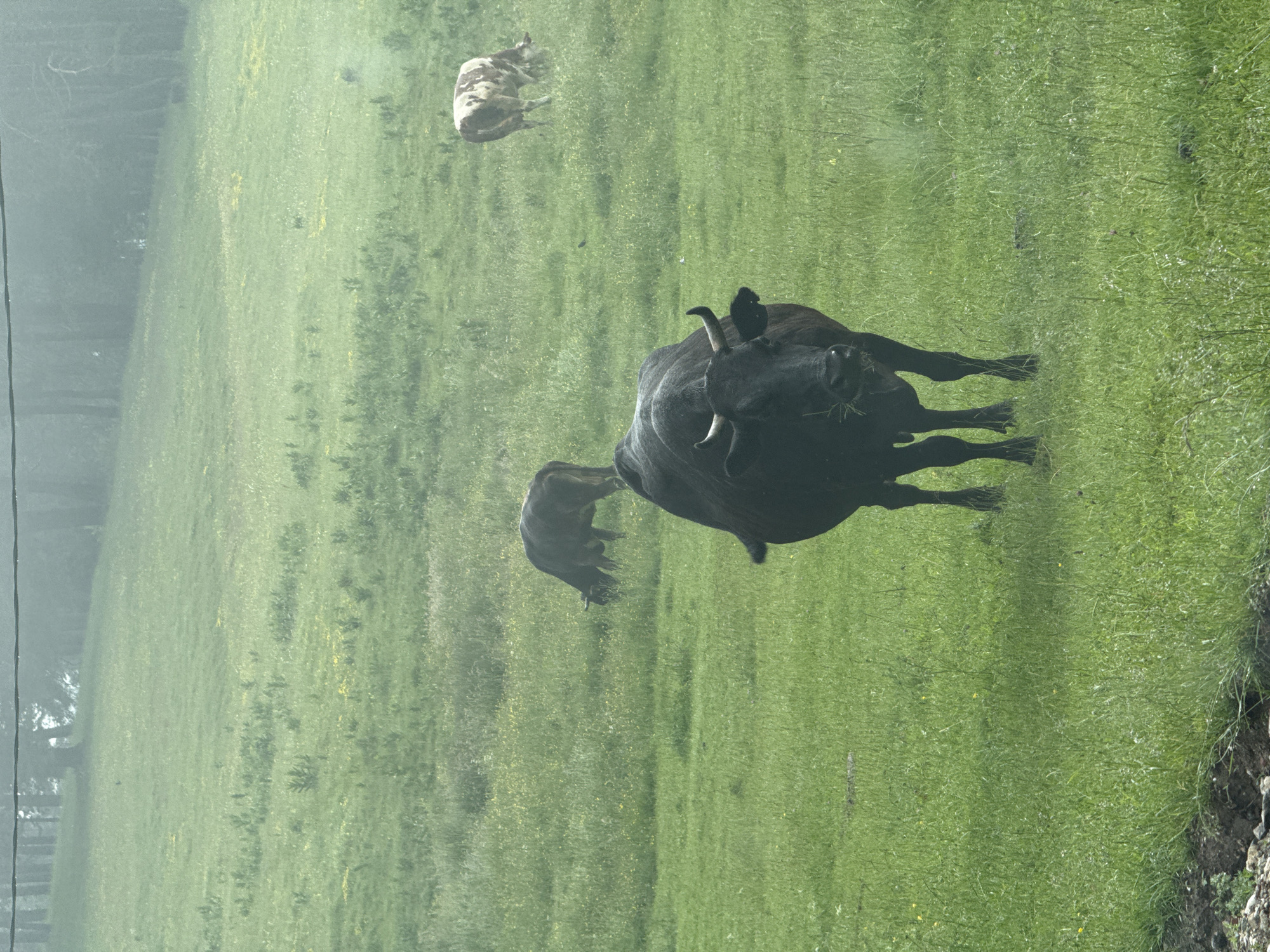 In Yundola, Bulgaria, three cows are grazing in a lush green field on a hazy day. A large, dark-colored cow stands prominently in the foreground, facing the camera and chewing grass. In the mid-ground, a brown cow is bent down, also eating. Further in the distance, a spotted brown and white cow is grazing. The field is characterized by tall grass and scattered yellow wildflowers, with a dense forest visible on a misty hillside in the background. A power line runs horizontally across the top of the image.