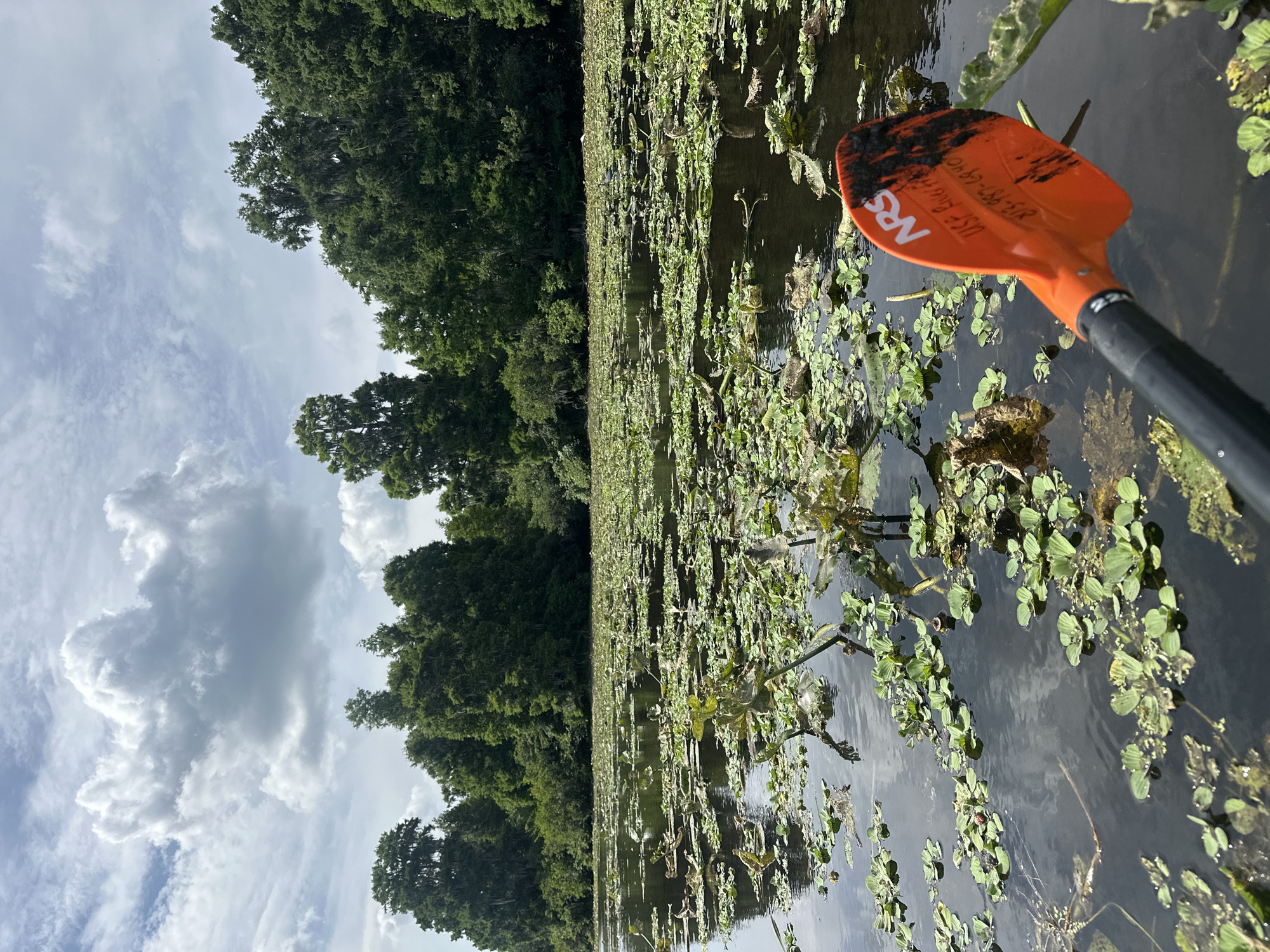 This image captures a first-person perspective from a kayak or canoe on a calm, vegetation-filled waterway, likely in the Tampa, United States area, given the contextual information. The scene is oriented horizontally despite the image file's vertical format, showing a broad expanse of water and sky.
In the foreground and midground, the water is extensively covered with various green aquatic plants, including floating leaves resembling lily pads and other smaller, clustered vegetation. The water itself appears dark and reflective in places where it's not obscured by plants.
On the far bank, a dense line of lush green trees stretches across the horizon, indicating a heavily wooded area or forest bordering the water. Above the tree line, the sky is partly cloudy, featuring white and grey clouds scattered against a lighter blue backdrop, suggesting bright daylight.
Prominently featured in the lower right portion of the frame is the orange and black blade of a paddle, partially submerged in the water. The paddle is branded "NRS" (likely a manufacturer of outdoor gear). Visible handwritten text on the orange blade includes "USF" followed by some illegible text, and a phone number "813-997-4440". This strongly suggests the University of South Florida (USF) and a local Tampa phone number, aligning with the provided location context.
The overall impression is one of peaceful outdoor recreation, likely kayaking or canoeing, through a natural, possibly marshy or riverine environment under a pleasant daytime sky.