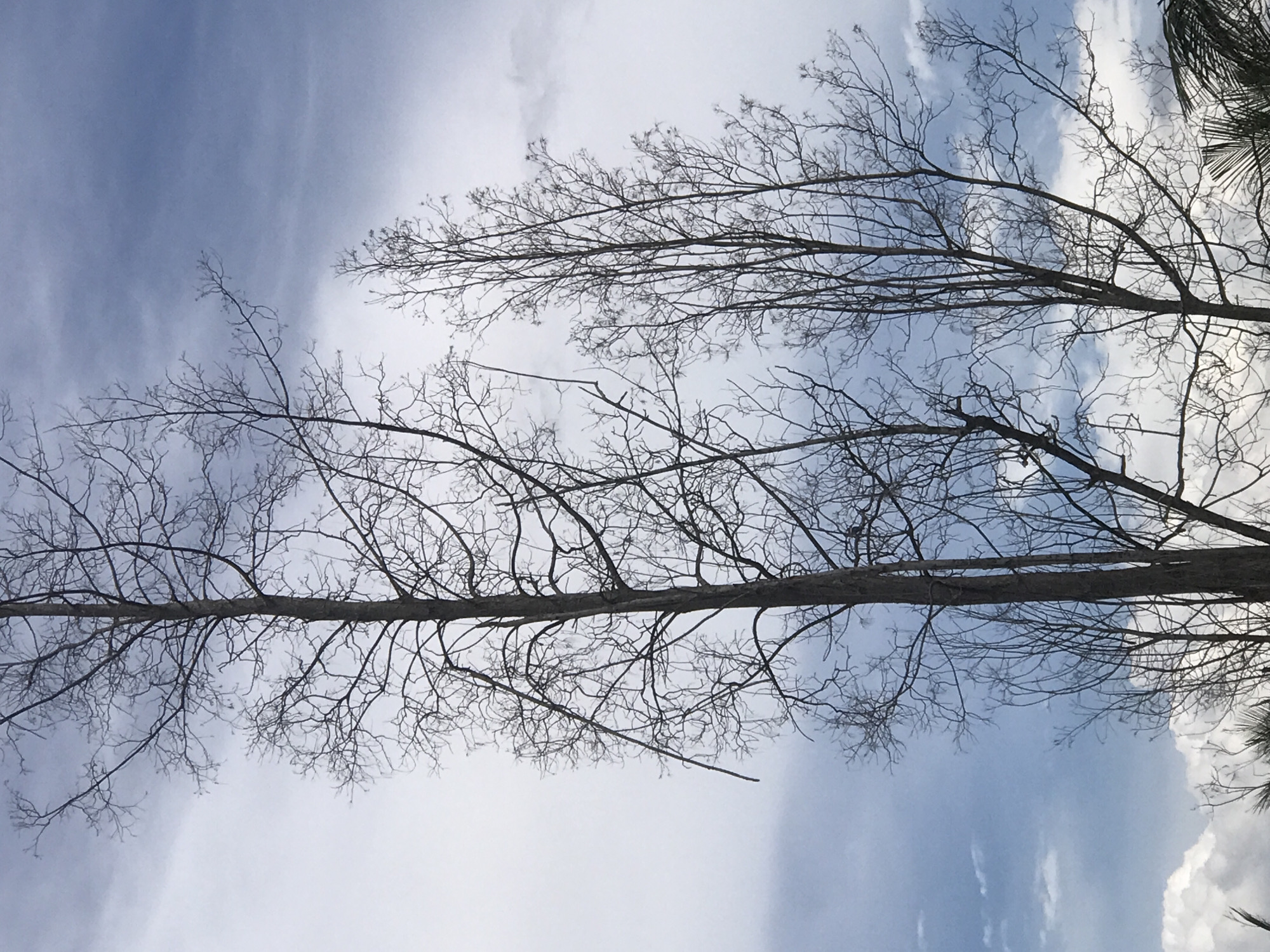 The image depicts bare tree branches against a cloudy, blue sky. The location is likely Tambontunong, Indonesia. The scene focuses on the natural environment, specifically the stark contrast between the intricate branching patterns of the trees and the atmospheric backdrop. There are no visible people, subjects, actions, or interactions. The objects are bare tree branches. The environment is a bright, cloudy sky.
