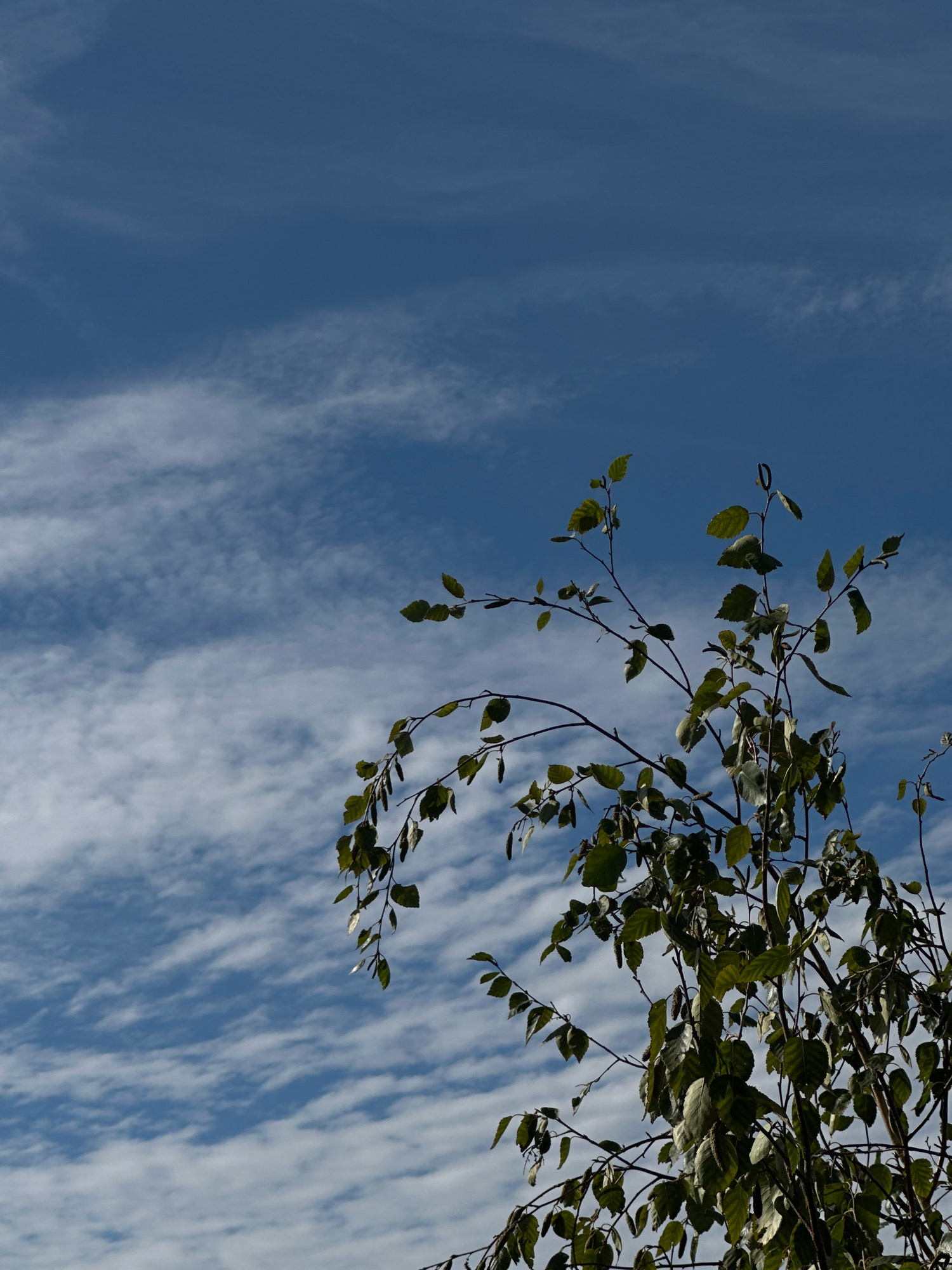 The image captures a low-angle view of a tree with green leaves and long, hanging seed pods against a bright blue sky streaked with thin, wispy white clouds. The tree's branches are dark and delicate, curving upwards and outwards, with the foliage clustered towards the right side of the frame. The lighting suggests it is daytime, possibly late afternoon, given the contrast and the direction of light. There are no people or specific landmarks visible, making it impossible to determine a precise location within London or anywhere else. The scene is natural and serene, focusing on the interplay of the tree and the sky.