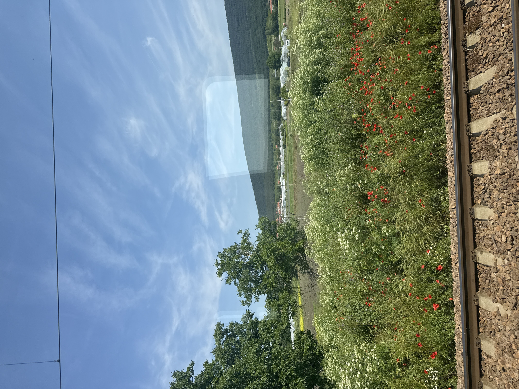 This image, captured in Klikach, Bulgaria, depicts a verdant rural landscape observed from a moving train. In the immediate foreground, a section of active railway tracks with concrete sleepers and gravel ballast extends horizontally across the bottom of the frame. Directly beyond the tracks, a dense bank of diverse vegetation features numerous red poppies, scattered white wildflowers, and various tall green grasses and leafy plants.
The midground reveals two prominent deciduous trees with full green canopies on the left, partially obscuring a distant field of yellow flowers, likely rapeseed. Further into the midground, numerous white-covered agricultural structures, identified as greenhouses or polytunnels, are arranged in rows, indicative of farming activity. Some residential buildings with orange roofs are visible among these structures. Several vehicles, including a white van, are discernible near the greenhouses.
The background is dominated by a large, green, tree-covered hill or mountain range that rises steeply against a clear blue sky. The sky itself is adorned with sparse, wispy white clouds. Overhead, two dark, thin wires, possibly electrical or communication lines for the railway, traverse the upper portion of the frame; one wire includes a visible insulator. A distinct rectangular reflection, likely from a window, is visible on the right side of the image, particularly over the background hill. No people are visible in the scene.