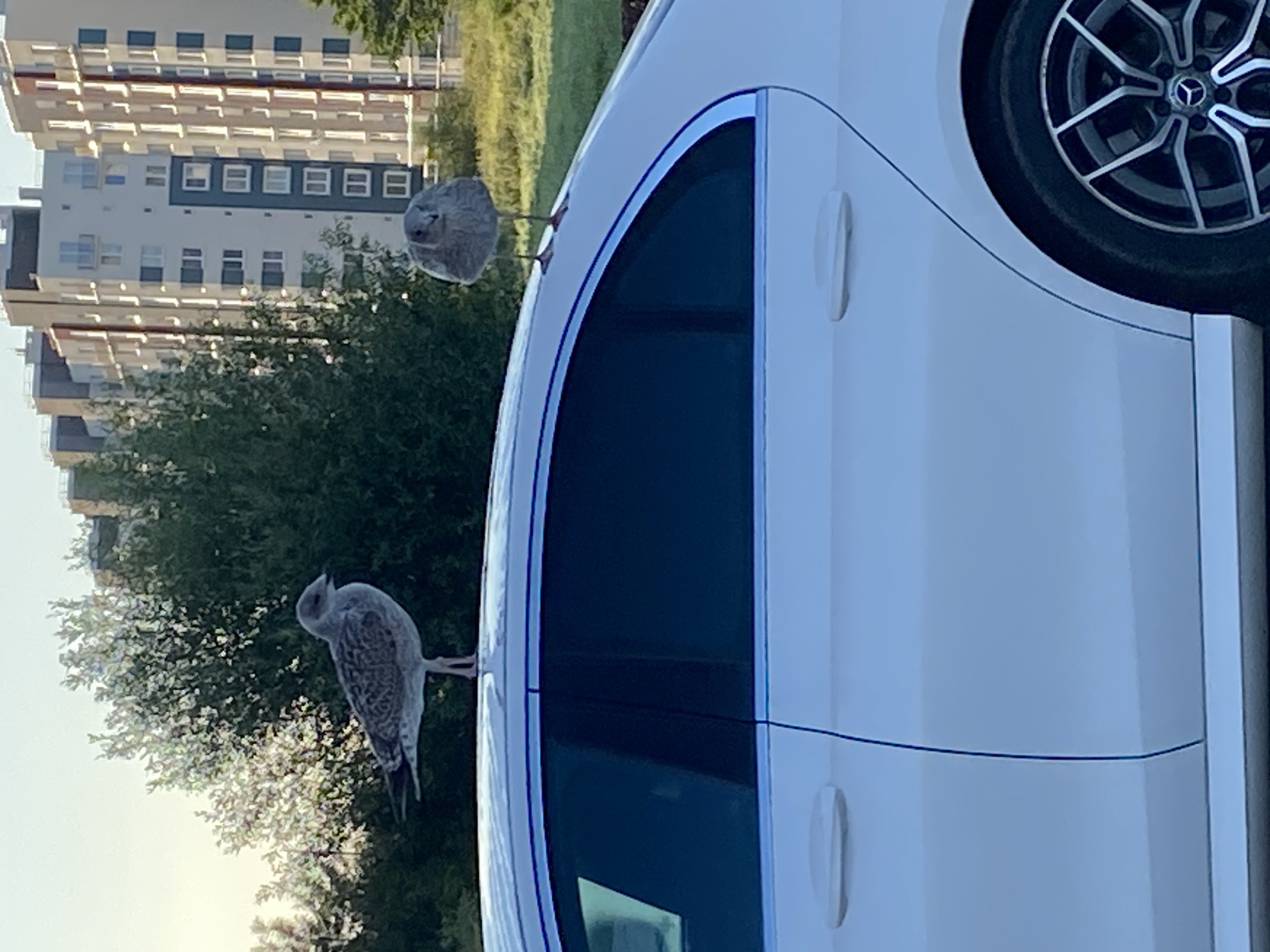 The image shows two seagulls standing on the roof of a white car. The car is parked in front of a row of modern apartment buildings. Trees are visible in the background. The sky is bright, suggesting it is daytime. This scene is consistent with a residential area in the city of Kaliningrad, Russia, where seagulls are common and apartment buildings are prevalent. There are no people visible in the image.