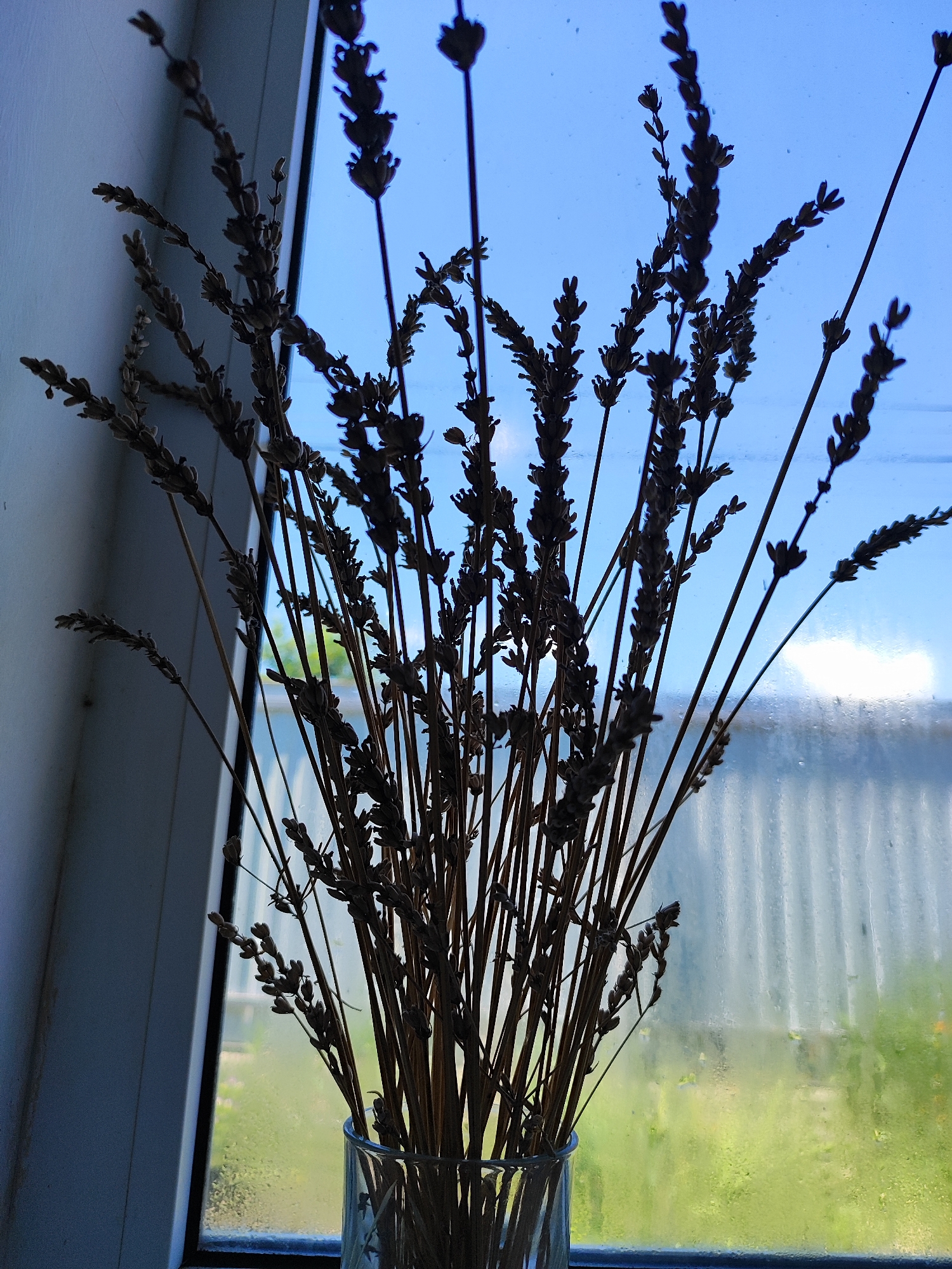 A vase of dried lavender is placed on a windowsill against a bright blue sky. The windowpane is slightly fogged, obscuring a green, outdoor landscape. The lavender stalks are dark and silhouetted, with their individual buds clearly visible. The image is taken from a low angle, looking up at the lavender and the sky. There are no people in the image. The overall impression is one of natural simplicity and tranquility.