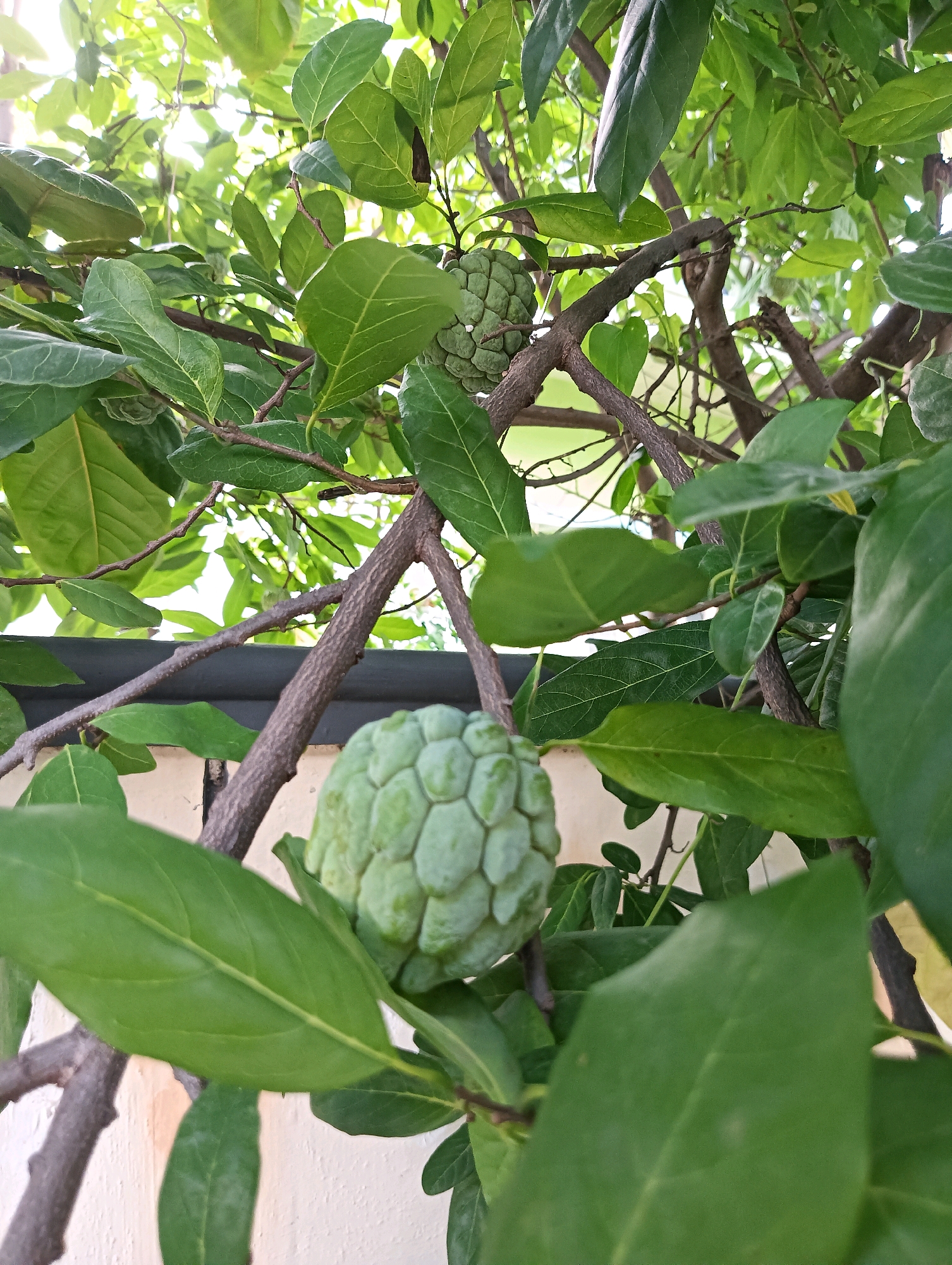 A close-up, eye-level shot captures a custard apple tree with developing fruit and lush green leaves. The foreground features a bumpy, green custard apple hanging from a branch, partially obscured by large leaves. Several smaller, unripe custard apples are visible further back in the dense foliage. The branches of the tree are thick and brown, crisscrossing the frame. In the background, a beige wall with a dark gray border is visible, suggesting the tree is planted in an urban or suburban garden. The sunlight filters through the leaves, creating bright spots and shadows. The image was taken in Hosapete, India.