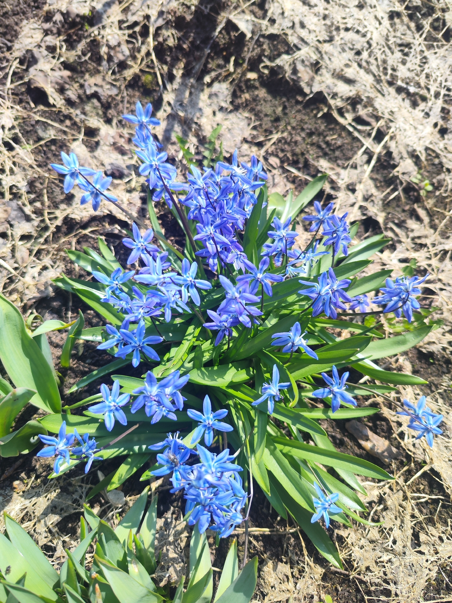 The image captures a vibrant cluster of blue, star-shaped flowers with bright green leaves, likely an early spring bloomer such as Scilla (Siberian Squill), growing from bare earth. The flowers are the central focus, appearing in various stages of bloom and density within the cluster. The surrounding ground is predominantly visible as dark brown soil, sparsely covered with dry, light brown organic debris like withered leaves or grass, indicating an early season setting.
The scene is an outdoor natural environment, possibly a garden or forest floor. The time of day appears to be daytime, characterized by bright, direct sunlight, which illuminates the flowers and leaves, creating distinct shadows on the ground and within the foliage. The weather is sunny and clear. In one of the provided hint crops, a small, dark insect, resembling a fly, is visible resting on one of the blue flower petals. There is no visible text in the image. The overall impression is one of new growth and the arrival of spring.