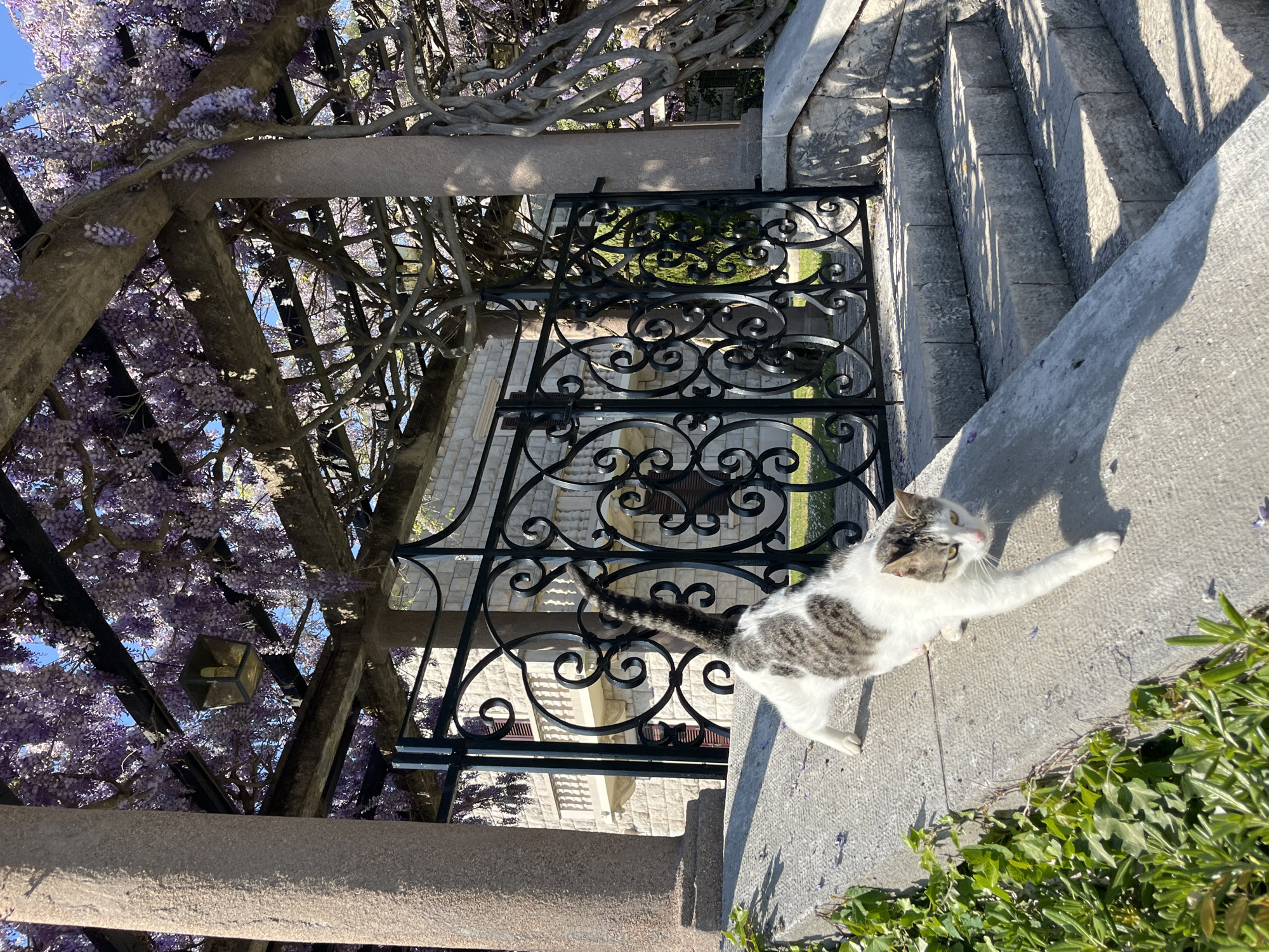 A cat stretches on a concrete ledge beside a wrought iron gate. Purple wisteria hangs overhead from a stone pergola. Stone steps ascend behind the gate. The location is Sveti Stefan, Montenegro. A stone building is visible through the gate. Green foliage grows on the ledge near the cat.