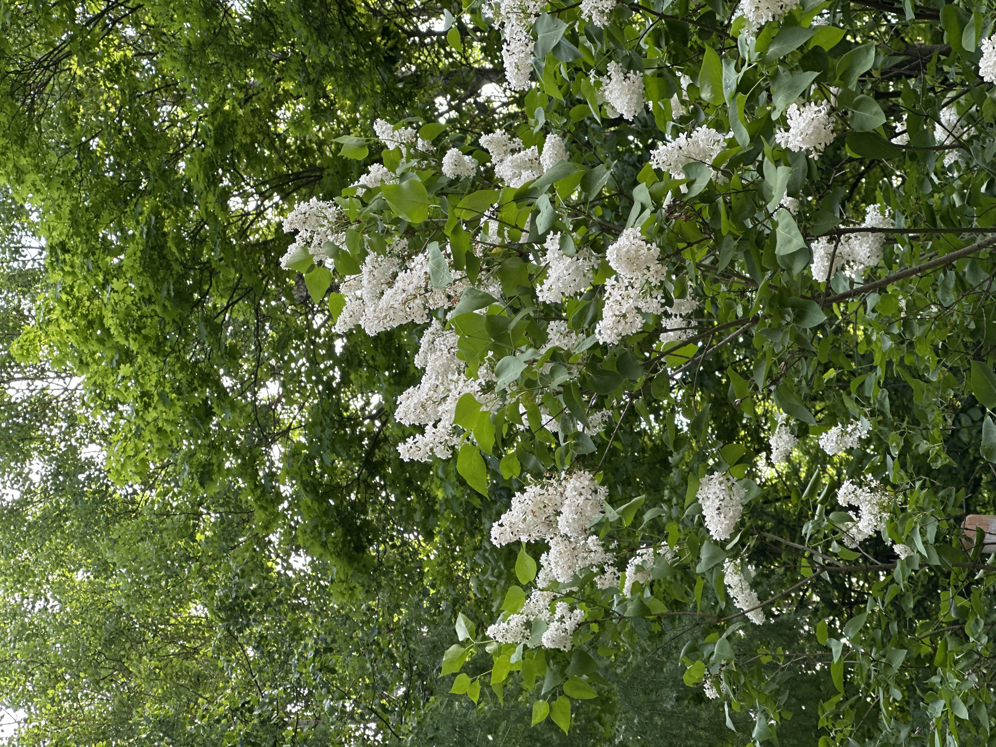 The image depicts a view through trees with white lilac blossoms. The green leaves of the trees are dense, creating a canopy. The white lilac flowers are clustered in full bloom. The scene appears to be outdoors. The image does not provide information about the location in the city of Nizhny Novgorod, Russia, nor any people, subjects, objects, actions, or interactions.