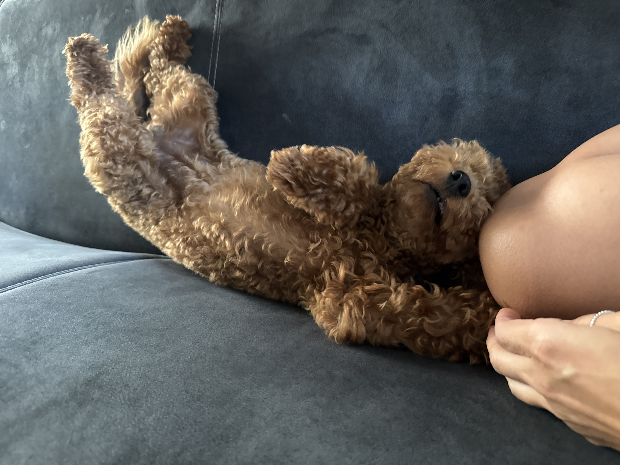 An upside-down, light brown poodle puppy is sleeping on its back on a dark gray sofa. The puppy's legs are curled up, and its head is resting on a human's knee. The person's hand is visible in the lower left corner of the image, resting on the puppy's head. The puppy appears to be relaxed and comfortable. The sofa is made of a textured fabric, and the lighting suggests an indoor setting. The specific location in the city of Marum, Netherlands, is not discernable from the image alone.