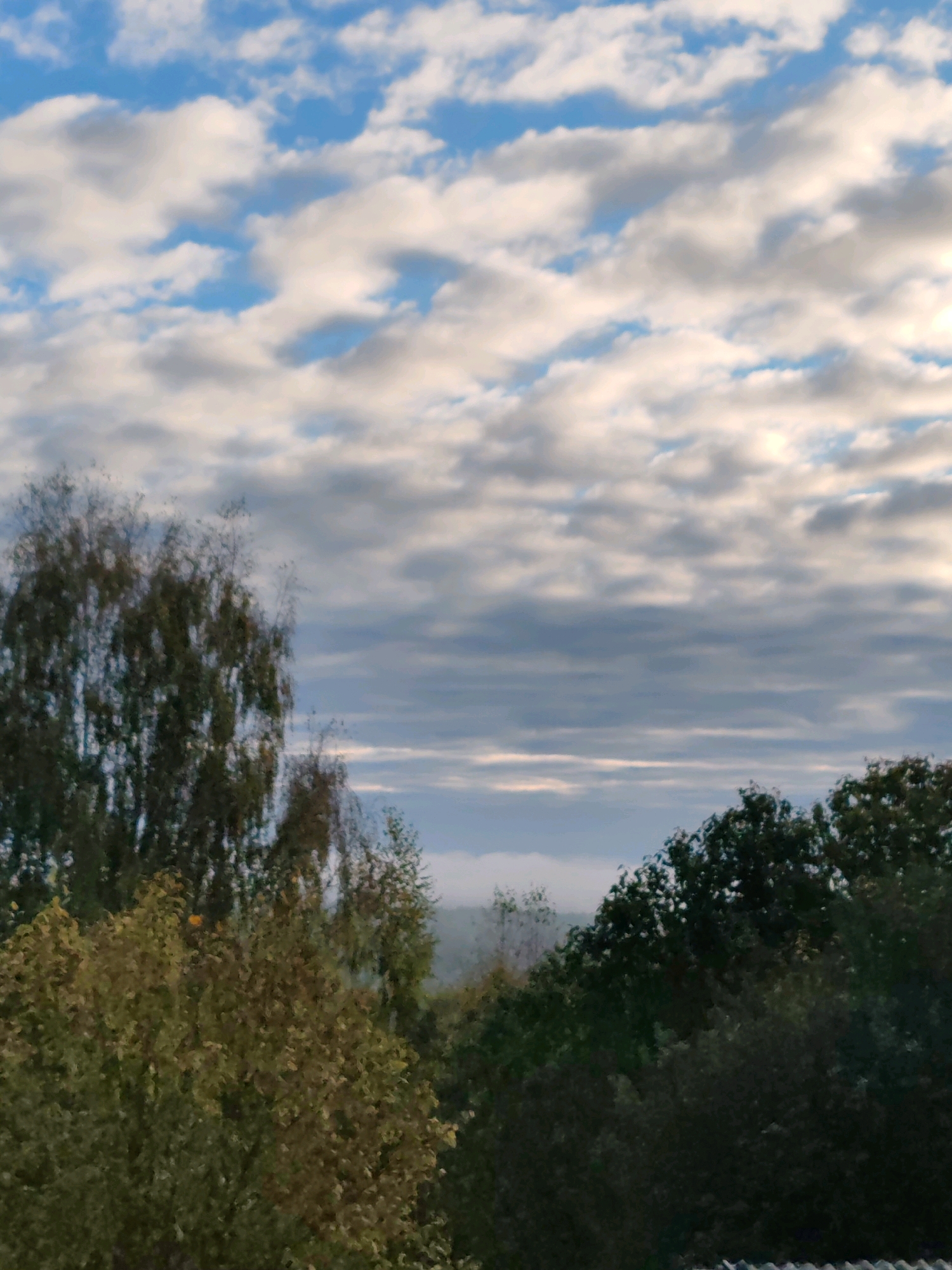 This is a vertically oriented, medium-distance shot of a forest canopy against a cloudy sky, taken from a slightly elevated perspective. The foreground is dominated by the tops of various trees, with a prominent birch tree on the left side, characterized by its lighter bark and sparse, branchy structure, some of which appears to be in autumnal foliage with hints of yellow. To the right, denser, darker green foliage suggests coniferous or deciduous trees.
The middle ground reveals a hazy, misty landscape extending into the distance, hinting at a valley or low-lying area. The sky is filled with a mixture of white, fluffy cumulus clouds and darker, more uniform stratus clouds, creating a textured and dynamic ceiling. The lighting suggests either early morning or late afternoon, with soft, diffused light illuminating the clouds from above and behind. No people, structures, or specific landmarks are visible, indicating a natural, undeveloped area. The scene evokes a sense of natural tranquility.