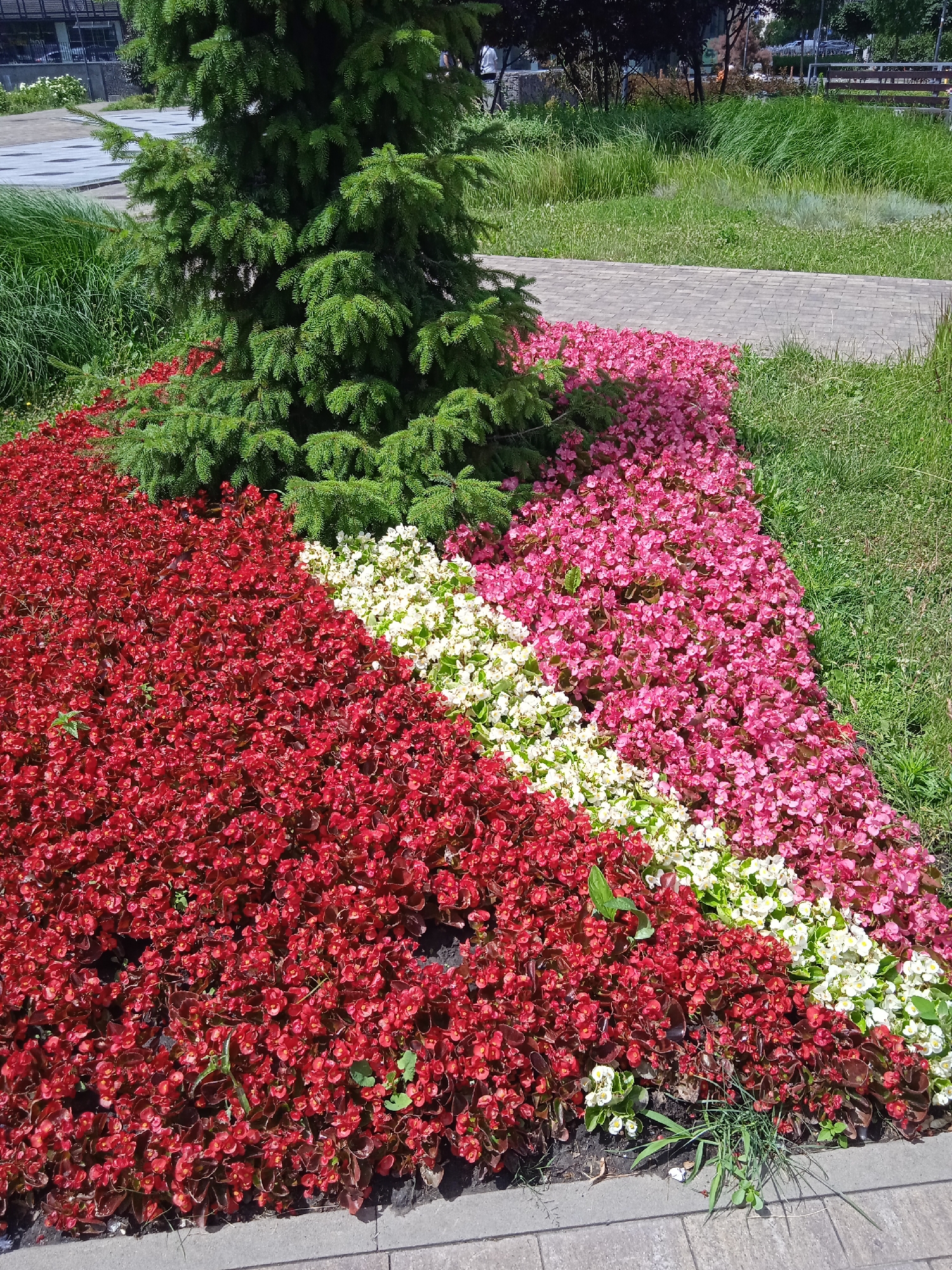 An outdoor scene in the city of Unknown, Unknown features a flower bed in front of a small evergreen tree. The flower bed is divided into three sections of different colored flowers: red on the left, white in the middle, and pink on the right. The flowers are densely planted, forming a vibrant display. To the right of the flower bed is a paved walkway made of grey interlocking bricks. Beyond the walkway, tall green grass and some bushes are visible, suggesting a park or garden setting. The background is slightly blurred, showing trees and some buildings, indicating an urban environment. The lighting suggests a bright, sunny day.