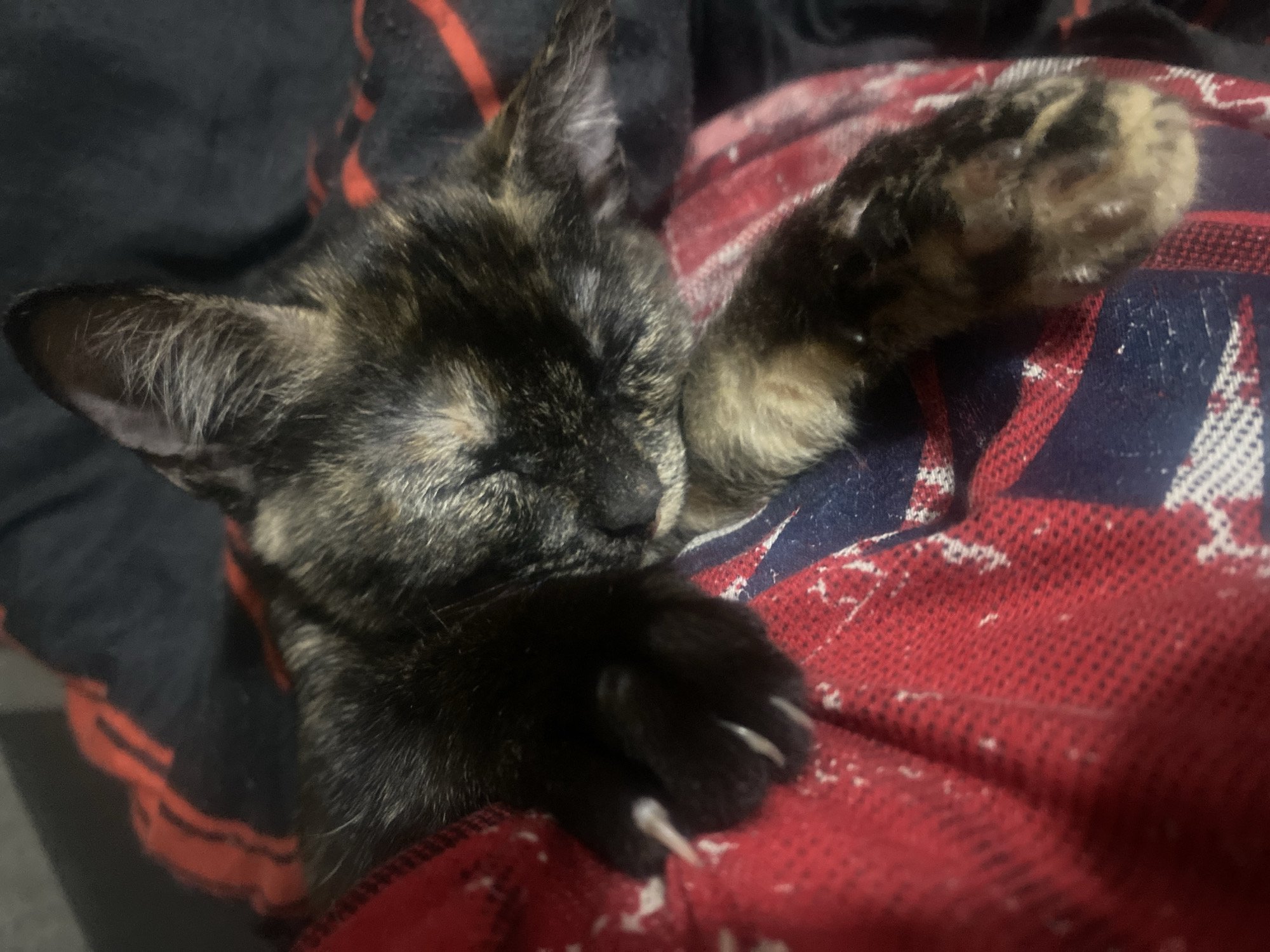 A tortoiseshell kitten is sleeping soundly, curled up on a red and black patterned blanket. Its paws are extended, with sharp claws visible on one paw. The kitten's fur is a mix of black, brown, and orange. The background is dark and blurred, suggesting the image was taken indoors in low light. The location in the city of Samara, Russia is not discernible from the image.