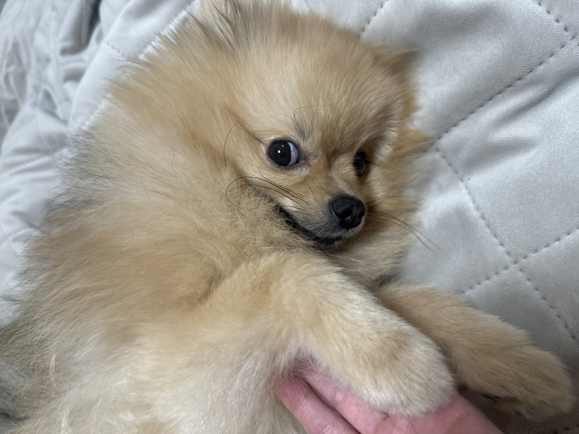 An overhead, close-up shot captures a fluffy Pomeranian dog lying on a light gray, quilted blanket. The dog is positioned on its side, with its head tilted towards the viewer. Its fur is a light tan color, with some darker hairs mixed in, particularly around its eyes and snout. The dog's eyes are dark and round, with a reflection of light visible in the left eye. A human hand with visible fingernails is gently touching the dog's paw, which is resting on the blanket. The background consists of the blanket, which has a subtle diamond-shaped quilting pattern. The lighting is soft, casting gentle shadows. The scene appears to be indoors, likely on a bed or sofa. The location of Votkinsk, Russia, is not discernible from the visual information present in the image.