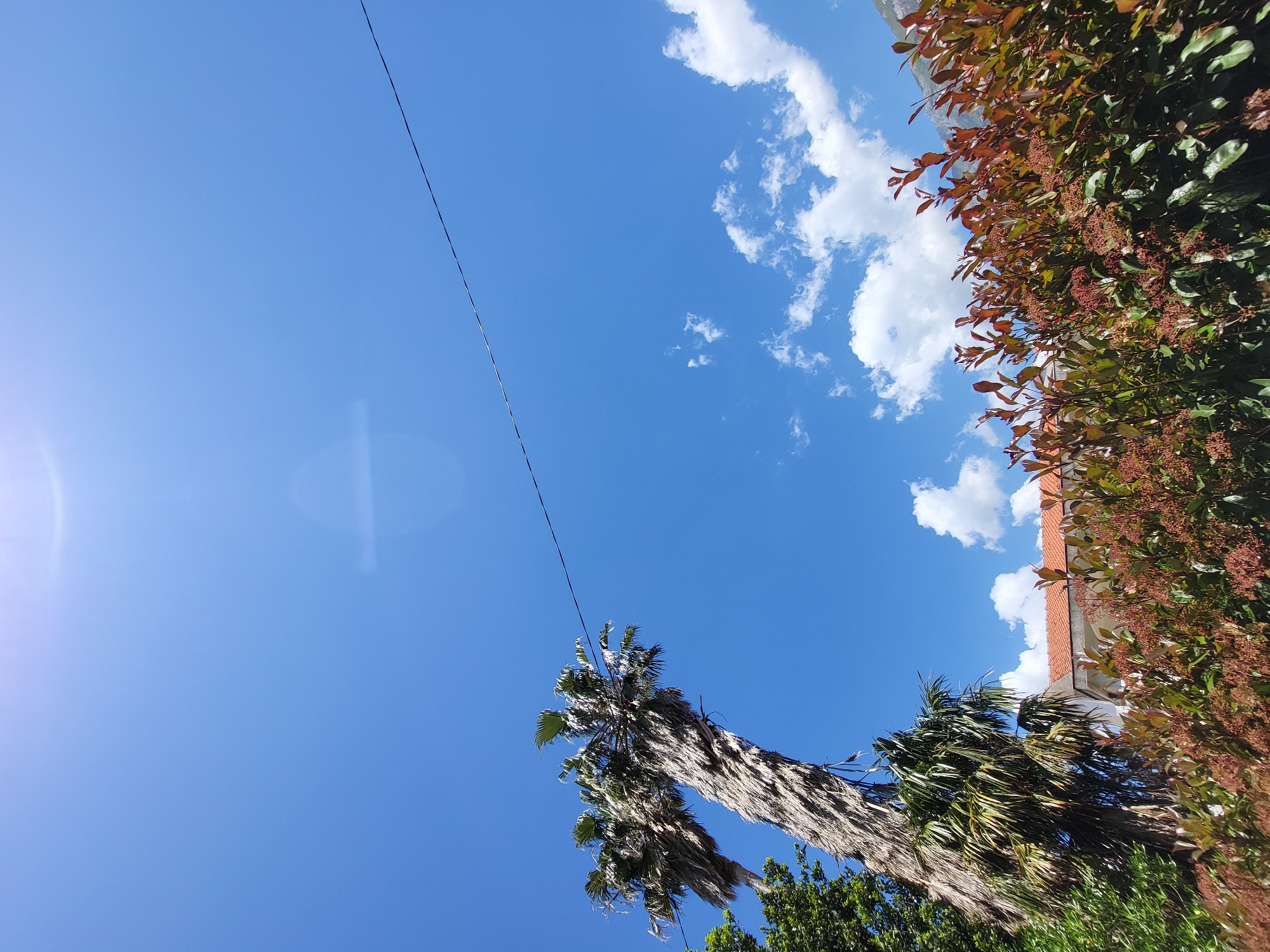 The image shows a sky view in Budva, Montenegro. The sky is predominantly blue with scattered white clouds. A thin black wire cuts diagonally across the sky. On the lower-left, the top of a tall, dry palm tree is visible, partially obscuring the sky. The right side of the image features a building facade covered in dark green foliage with red and brown accents.