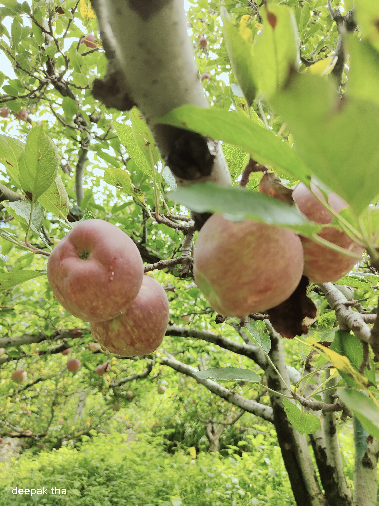 A low-angle, medium shot captures a cluster of ripe apples hanging from branches in an orchard. The apples are predominantly reddish-pink with some streaks of yellow and green. Small water droplets glisten on the surface of the closest apple, suggesting recent rain or dew. Lush green leaves and branches fill the background, with dappled sunlight filtering through, creating a soft, ethereal glow. The overall impression is one of natural abundance and freshness. A watermark "deepak tha" is visible in the bottom left corner. The image is believed to have been taken in Vashisht, India, a place known for its apple orchards and scenic beauty.