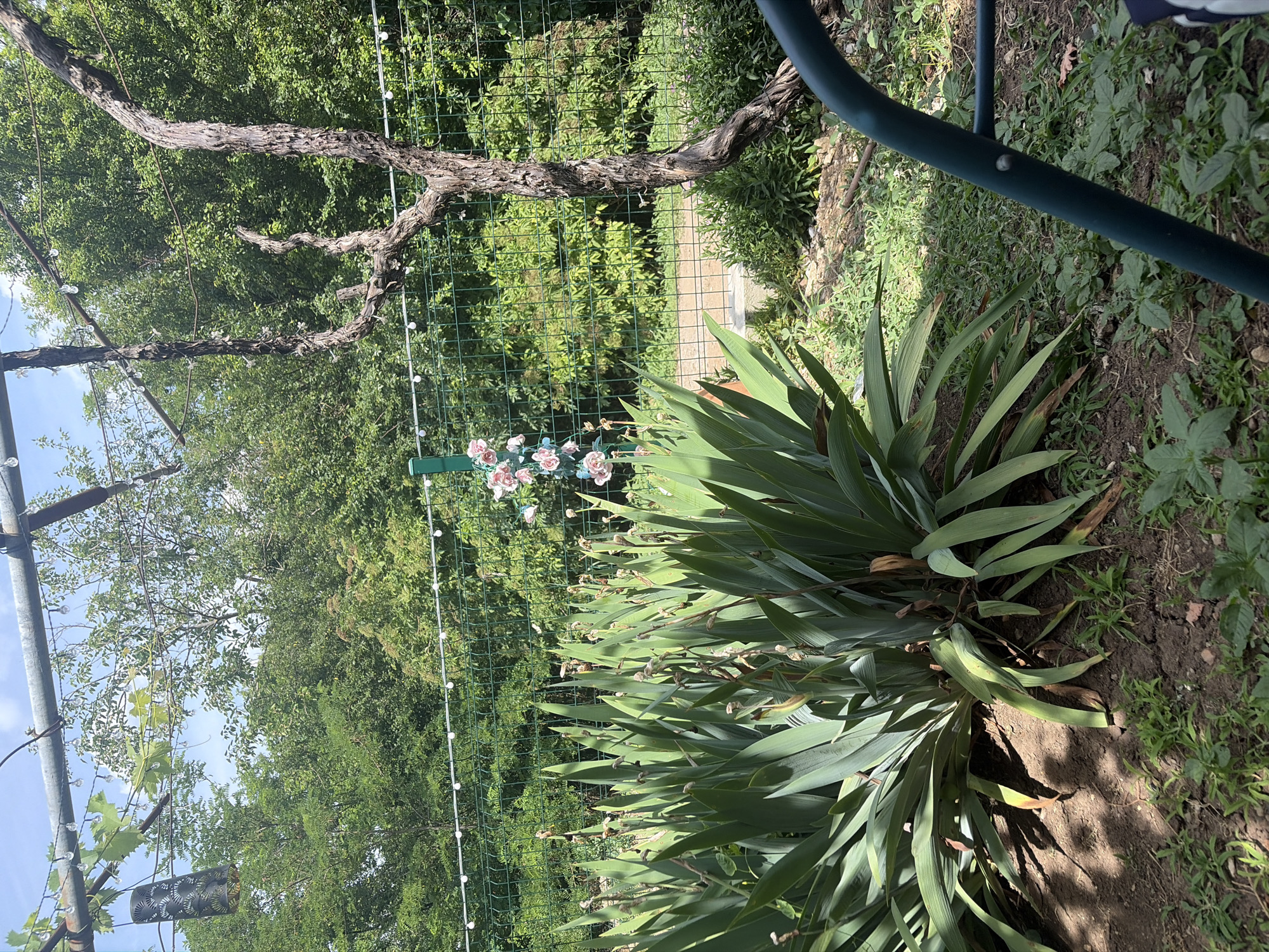 The image depicts an outdoor scene in Baurene, Bulgaria, featuring a garden area. In the foreground, a large clump of sword-shaped green plants dominates the left side of the frame. Behind these plants, a green wire fence runs horizontally across the middle ground. Attached to the fence is a decorative string of small, round lights, and on a green post near the center, a cluster of artificial pink roses is visible. To the right of the fence, a gnarled, bare tree trunk with twisting branches stands prominently. The background consists of dense green foliage from trees and bushes. The ground is covered with dry earth, scattered weeds, and some fallen leaves. A dark teal-colored metal chair frame is partially visible in the lower right corner. Overhead, metal tubing and wires, possibly part of a pergola or support structure, are visible, with some green leaves and a black lantern-like object hanging from one of the wires. The sky is a bright blue with some clouds. The scene appears to be set on a sunny day.