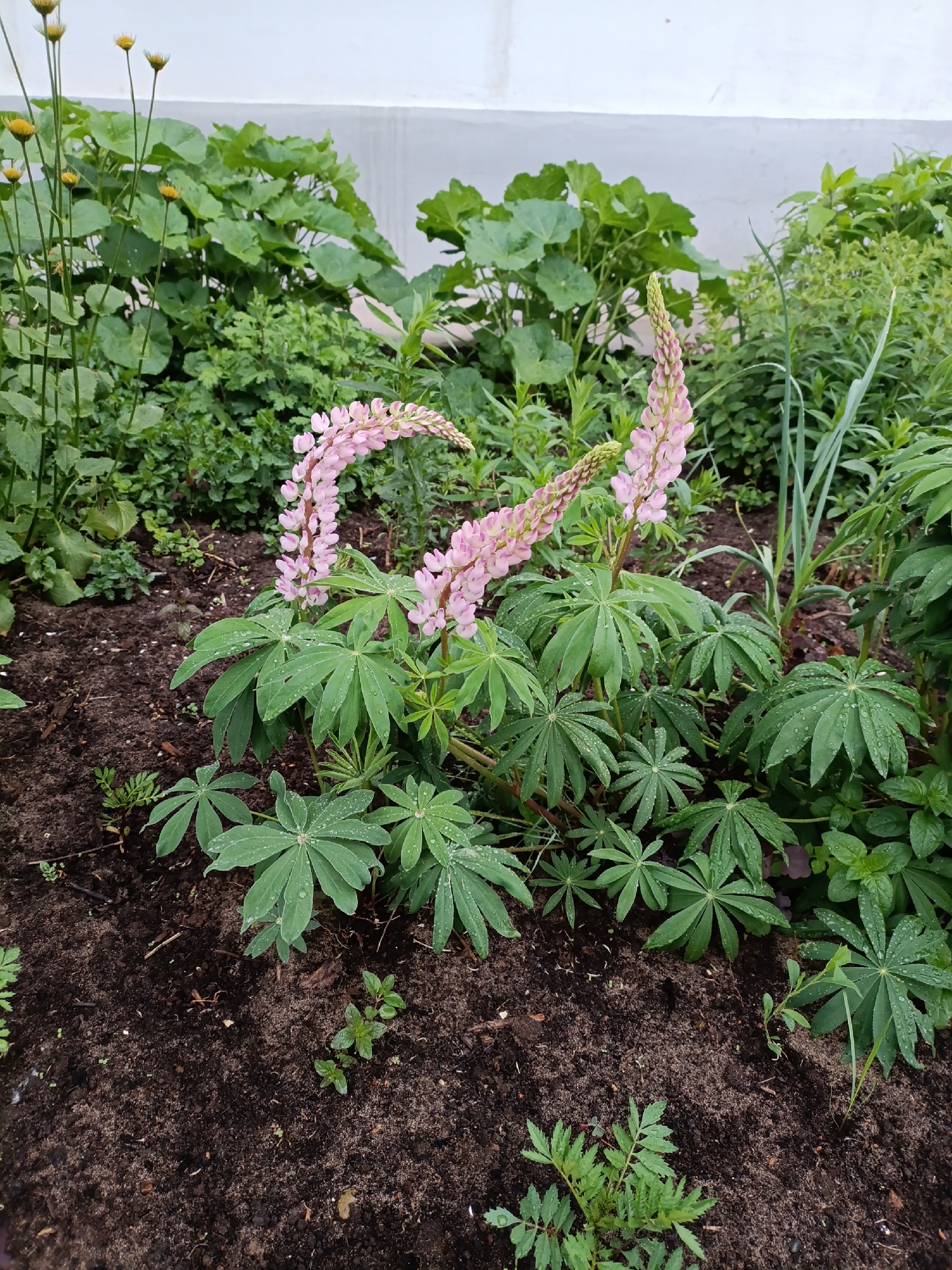 The image displays a vibrant garden bed filled with various green plants and blooming flowers, viewed from a slightly elevated perspective. The central subjects are two prominent stalks of pink and light purple lupine flowers, gracefully arching and showing numerous small blossoms and unopened buds. Their distinctive palmate leaves, a rich green, are visible beneath and around the flower stalks. Many of these leaves are dotted with small water droplets, suggesting recent rain or morning dew.
The ground consists of dark, moist soil, indicating good hydration. Surrounding the lupines, a variety of other green plants grow abundantly. To the left, several tall, slender stalks with small, round yellow flowers reach towards the sky. In the background, larger, broad-leafed green plants create a dense, verdant backdrop. Smaller green shoots and various foliage types fill the remaining spaces in the garden bed.
In the upper background, a plain, light-colored wall or building structure is visible, suggesting the garden is situated alongside a building. The lighting is soft and diffused, characteristic of an overcast day or early morning. No people or visible text are present. The scene depicts a tranquil and flourishing garden, likely in the morning given the dew drops, reflecting a natural and fresh atmosphere. The setting is an outdoor garden, consistent with the location of Chaikovsky, Russia.