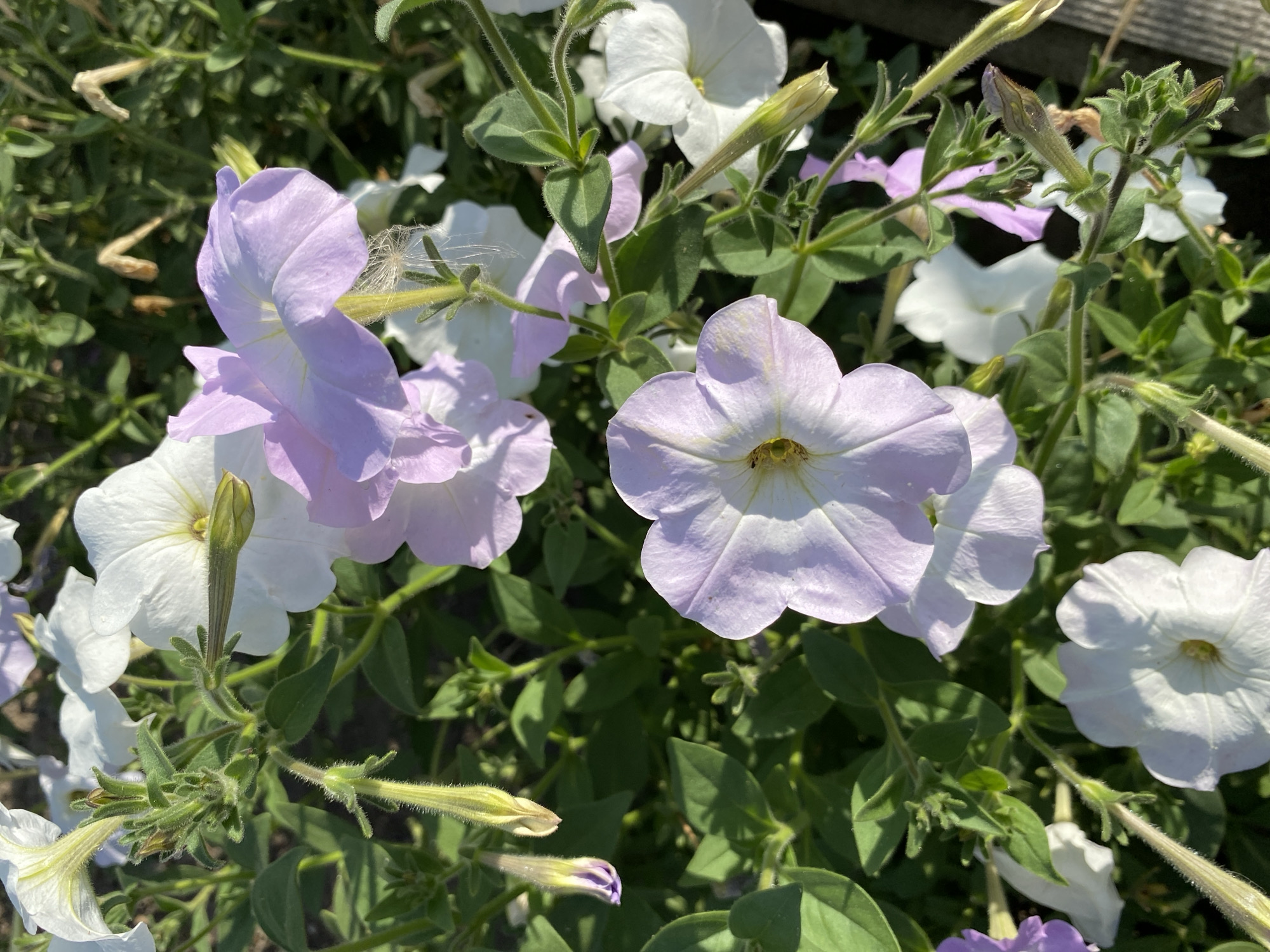 A close-up, overhead view captures a cluster of blooming petunias in varying shades of white and lavender, interspersed with lush green foliage. The flowers display their delicate, trumpet-shaped petals, with some buds still tightly closed, showcasing their vibrant hues. A hint of sunlight illuminates the scene, casting subtle shadows and highlighting the velvety texture of the petals. The background is a soft blur of more greenery and a hint of brown, suggesting a garden or natural setting. The image does not contain any information about a specific location in Ventsy, Russia, nor does it depict any people or actions.