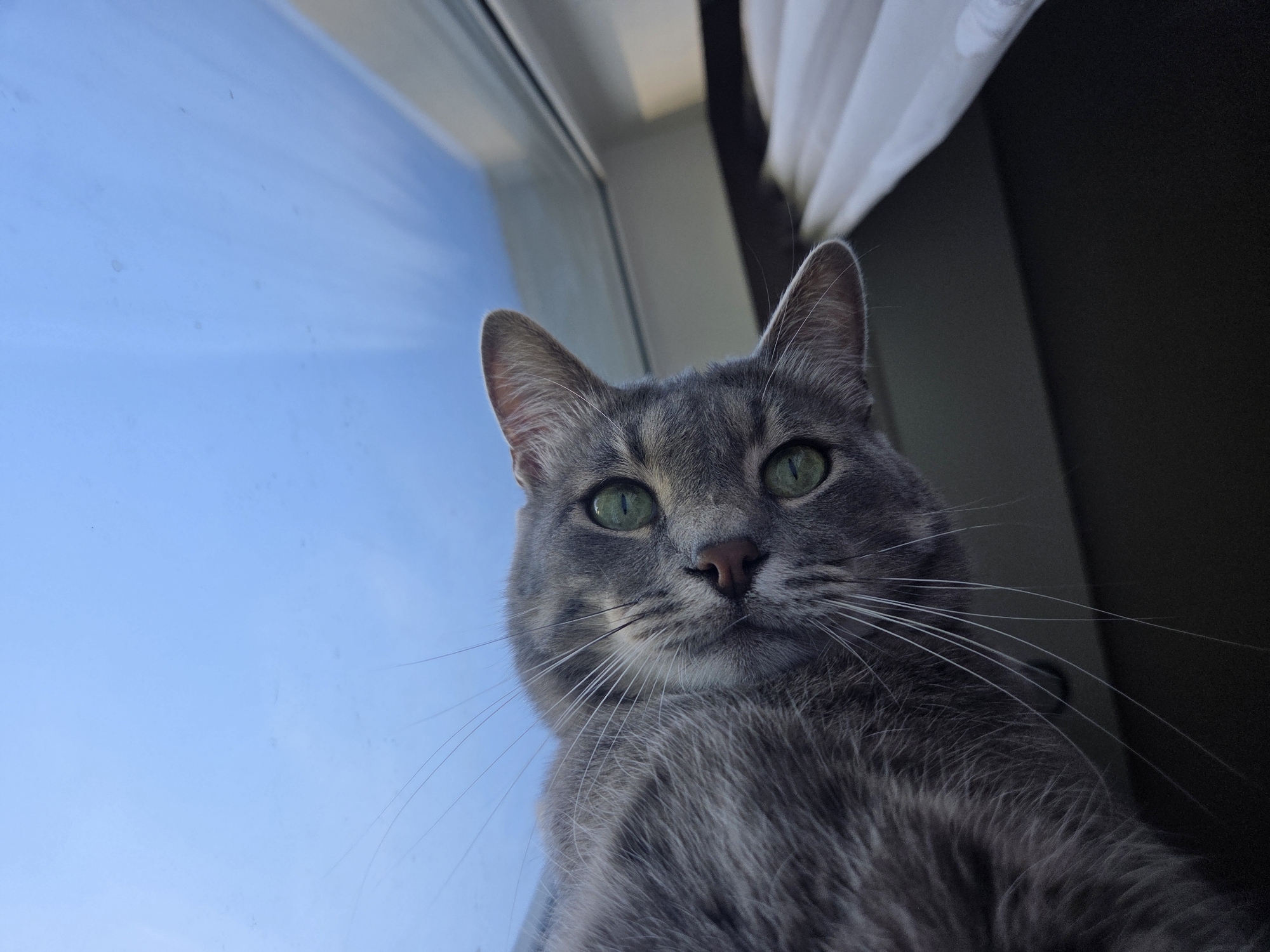 A low-angle shot captures a grey cat with bright green eyes looking directly at the camera. The cat's face is central and dominant in the frame, showcasing its pink nose, long white whiskers, and pointed ears. Its fur is a mosaic of grey and silver tones, appearing soft and dense, particularly around its neck and chest.
The background is divided into two distinct sections. To the left, a clear, vibrant blue sky is visible through a window, suggesting it is daytime. The windowpane has a few small smudges or dust particles. To the right of the cat, a segment of a white curtain is visible, partially obscuring a darker, indistinct indoor area, likely a room or wall.
The cat appears to be positioned on a elevated surface, looking down at the camera with a calm and observant expression. There is no visible text in the image.