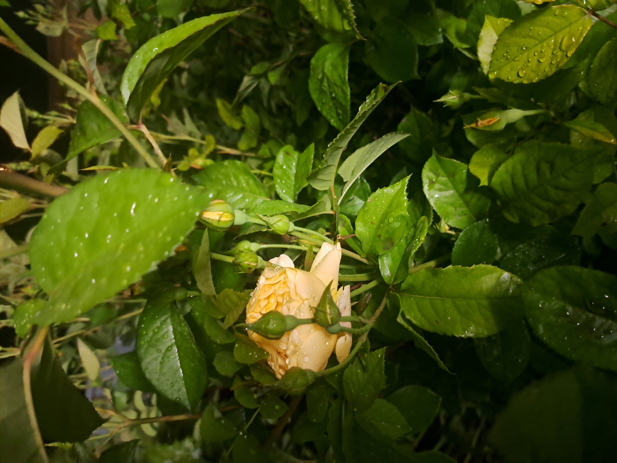 The image presents a close-up view of a pale yellow rose in partial bloom, surrounded by dense green foliage. Water droplets are visible on the rose petals and leaves, suggesting recent rain or dew. The lighting is subdued, possibly indicative of dusk or a shaded environment. The specific location in Leningradskaya, Russia is not discernible from the image alone.