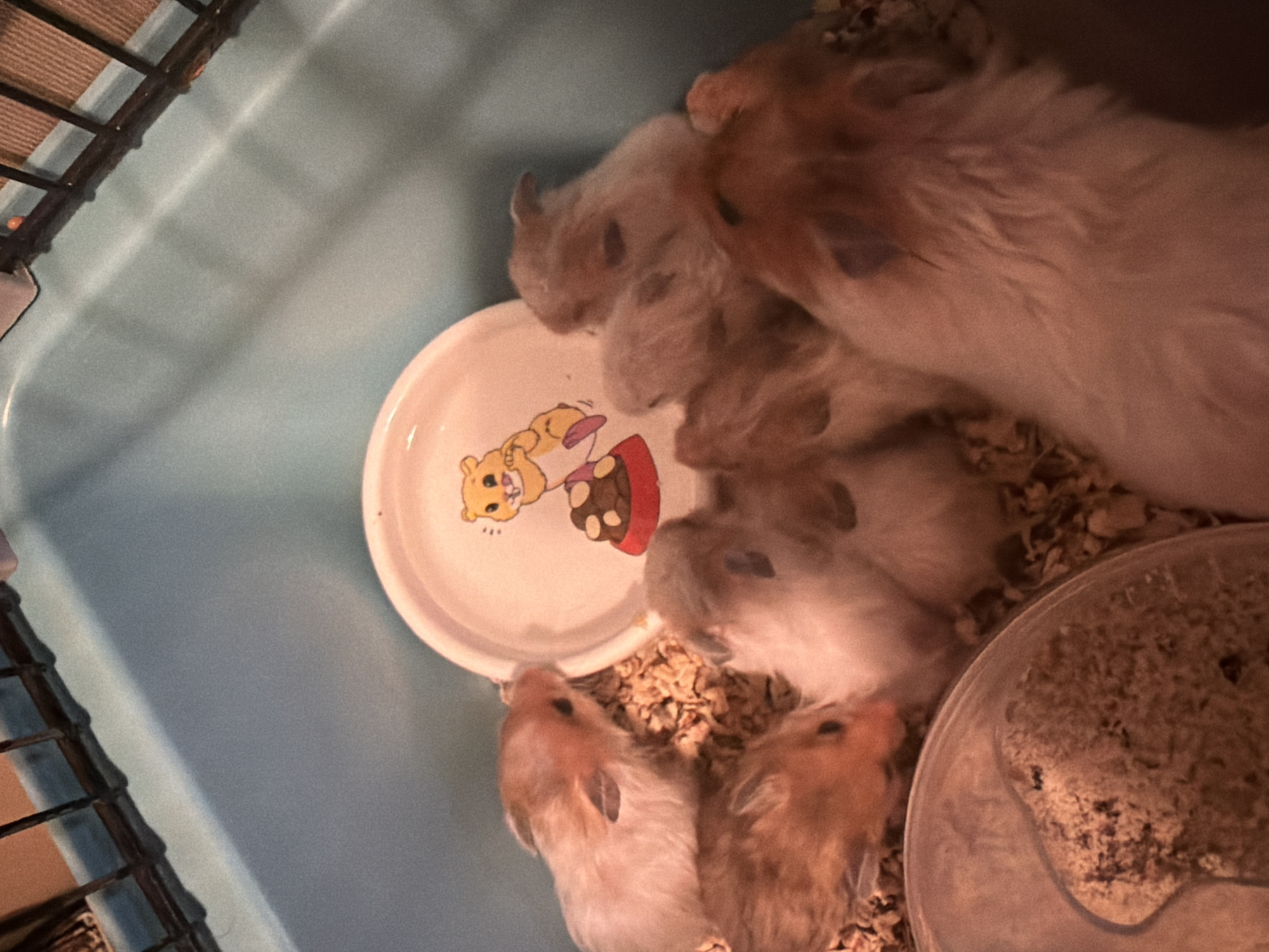 A group of six small, light-colored hamsters are huddled together in a light blue plastic enclosure with a wire cage top. The enclosure contains wood shavings for bedding. In the center of the group is a small, white, round dish with a cartoon drawing of a hamster on it. The hamsters are positioned in a tight cluster, with some appearing to be grooming or nuzzling each other. The lighting suggests an indoor setting. The image does not provide any information about the location in the city of Shcherbinka, Russia.