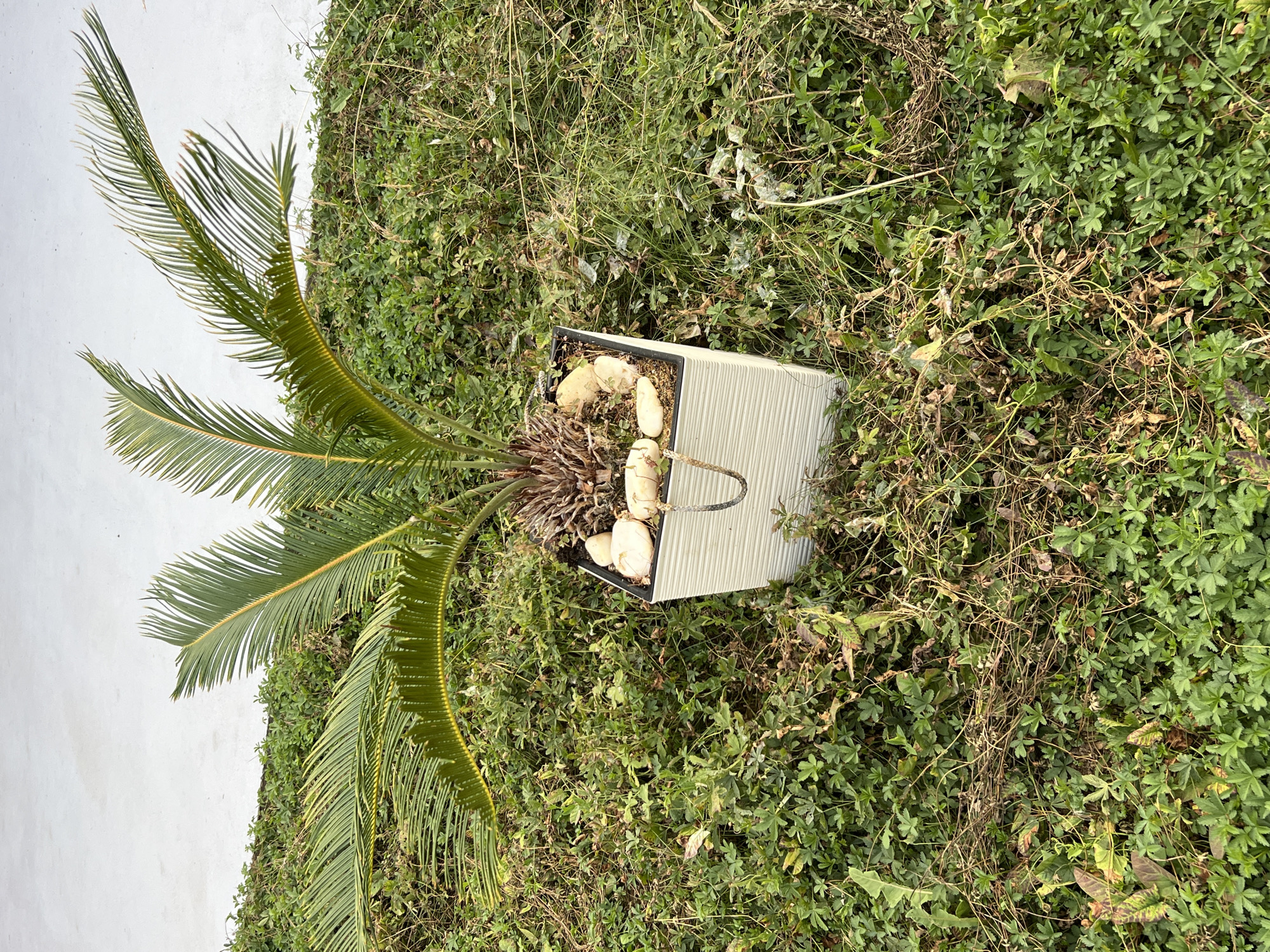 A potted sago palm is situated on a patch of green foliage, with a white wall in the background. The sago palm has several fronds, some of which are drooping. The pot is white and square, with a textured surface. Three light-colored stones are placed on top of the soil in the pot. A thin, U-shaped metal object hangs from the pot. The ground surrounding the pot is covered in dense, low-lying green plants, interspersed with dry brown stems and leaves. The overall impression is one of a neglected or naturalized garden area. The location is not specified in the image, so it cannot be described as being in Fontanka, Ukraine.