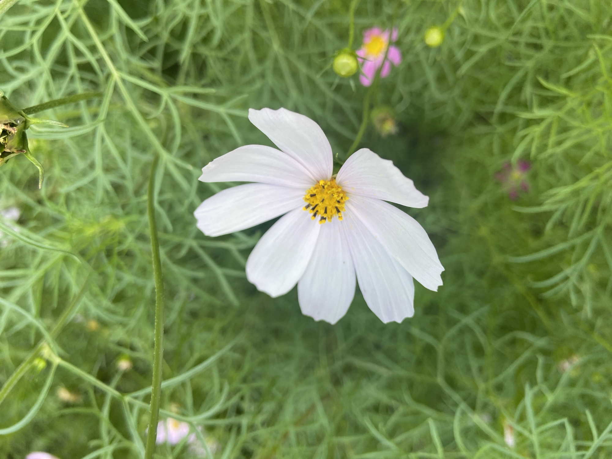 A close-up, top-down shot shows a single white cosmos flower with a yellow center and delicate petals. The flower is in focus, with its intricate details visible. The background is a soft blur of green foliage, suggesting a natural, outdoor setting. In the lower right quadrant, a hint of a pink cosmos flower can be seen, also out of focus. A closed bud with a green stem is visible above and to the right of the white flower. The overall impression is one of a peaceful garden scene.
The location is stated to be Balashikha, Russia, though there is no specific visual information in the image to corroborate this. The image depicts a common garden flower and its environment, which could be found in many locations with similar climates and horticultural practices. There are no people or any urban elements visible in the frame, making it impossible to ascertain any details related to the city of Balashikha.