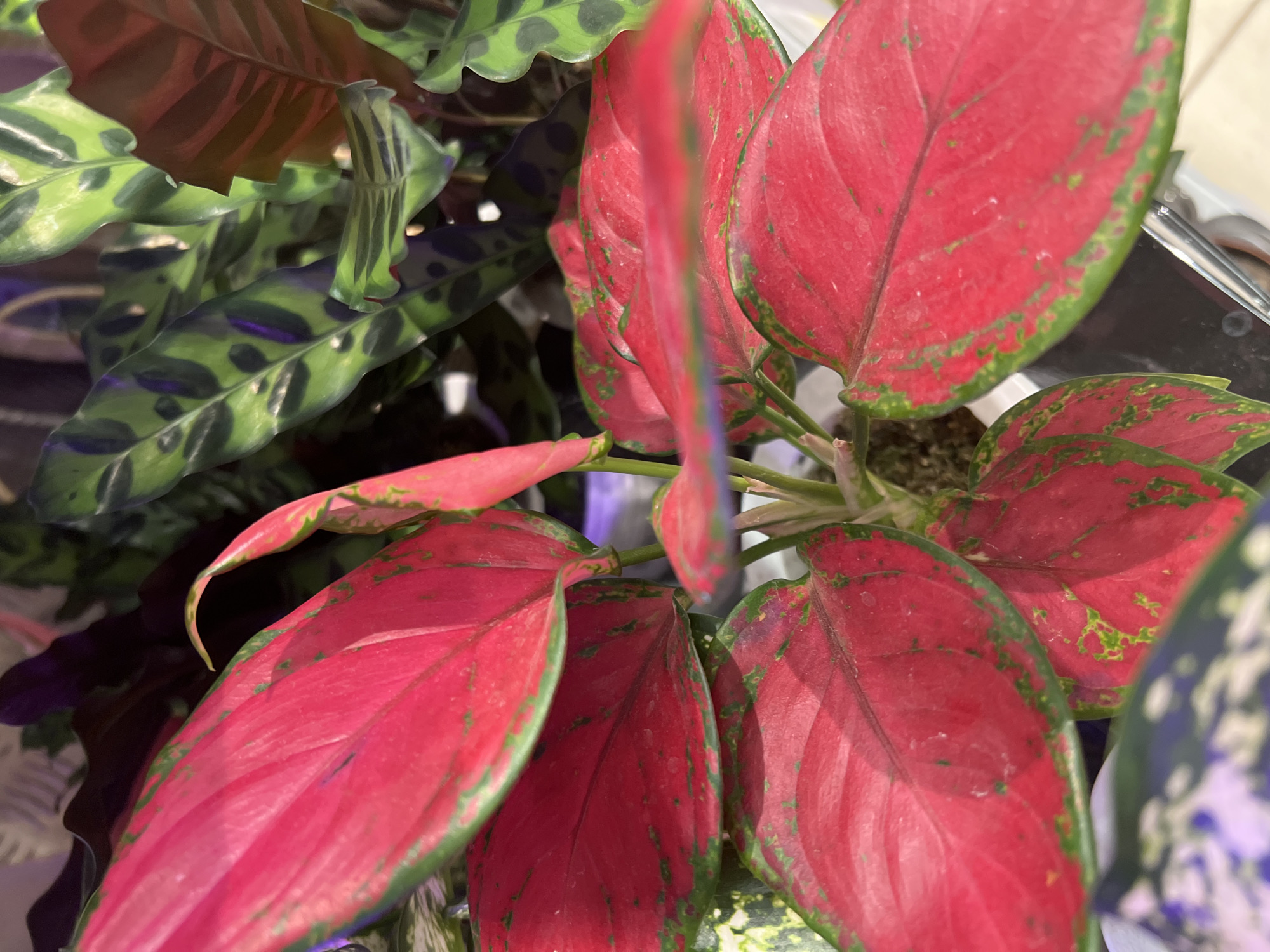 This is a close-up, eye-level shot of several potted plants. The foreground is dominated by large, bright red leaves with green edges. Behind these, other plants with green and patterned leaves are visible. The lighting is moderate, and the background is softly blurred. There are no people or animals present. The scene is likely indoors, possibly in a greenhouse, home, or store. The image does not contain any information that would allow for the determination of its location in Yekaterinburg, Russia, or any other specific geographic location.