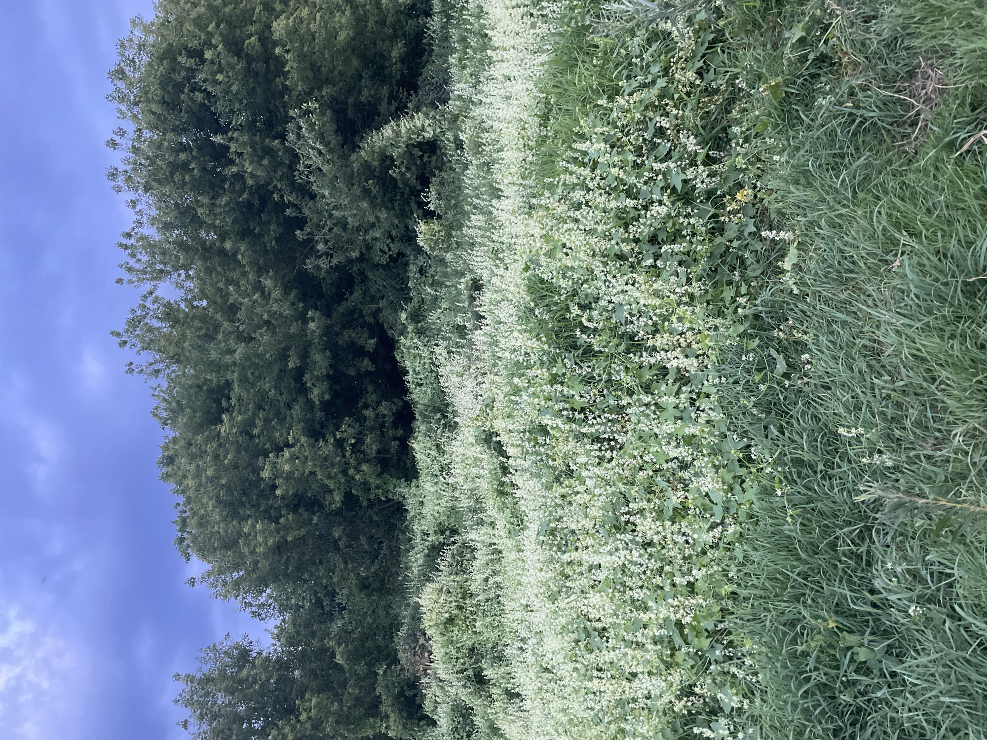This image depicts a natural outdoor scene, likely in a rural or undeveloped area. In the foreground, tall, green grass dominates the lower portion of the frame. Behind the grass, a dense field of small white flowers stretches across the mid-ground. The flowers are tightly packed, creating a textured carpet of white and green foliage. In the background, a thick line of lush green trees forms a dense canopy, obscuring the horizon. Above the trees, a dark, cloudy sky with hints of blue suggests overcast or twilight conditions. There are no people or man-made structures visible in the image. The overall impression is one of abundant natural growth.