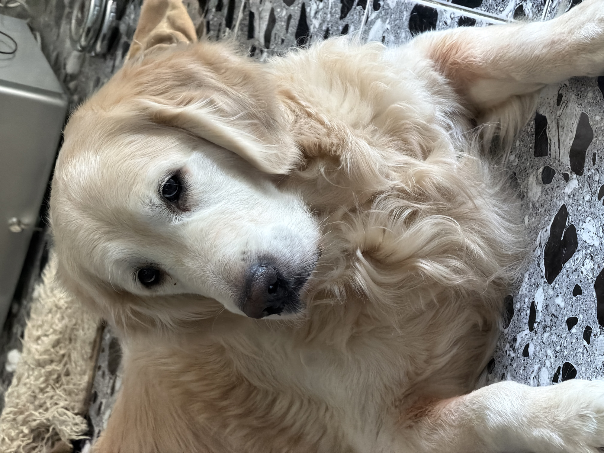 A cream-colored Golden Retriever dog is captured in a close-up, high-angle shot, lying down on a speckled tiled floor. The dog's head is slightly tilted, and it looks directly at the camera with dark, gentle eyes. Its prominent black nose appears slightly moist. The dog's luxurious fur is thick and wavy, displaying shades ranging from light cream to a warmer golden hue. Some areas on its legs and chest show a subtle reddish tint, which could be natural fur variation or a result of licking.
The floor beneath the dog features a distinct black and grey/white speckled pattern. In the blurred background to the left, a fluffy, light-colored object, possibly a pet bed or blanket, is partially visible. Further back, shiny metallic objects, resembling kitchen fixtures or appliances, can be glimpsed. The image portrays a tranquil, indoor scene, suggesting a domestic environment in Tbilisi, Georgia, where the dog appears to be resting comfortably. There is no visible text in the image.