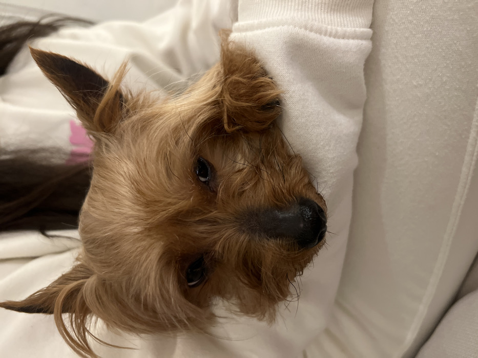 An indoor, close-up photograph depicts a small, terrier-type dog being held by an individual within an unspecified location in Royal Leamington Spa, United Kingdom. The dog features shaggy, reddish-brown fur with erect, pointed ears, dark eyes, and a black, slightly moist nose. Its front paws are resting on the white long-sleeved garment worn by the partially visible person. The person's dark hair is visible behind the dog's head, and a faint pink graphic is discernible on the white garment. A white upholstered surface, possibly a sofa or bed, is visible in the lower foreground. The dog's expression appears relaxed.