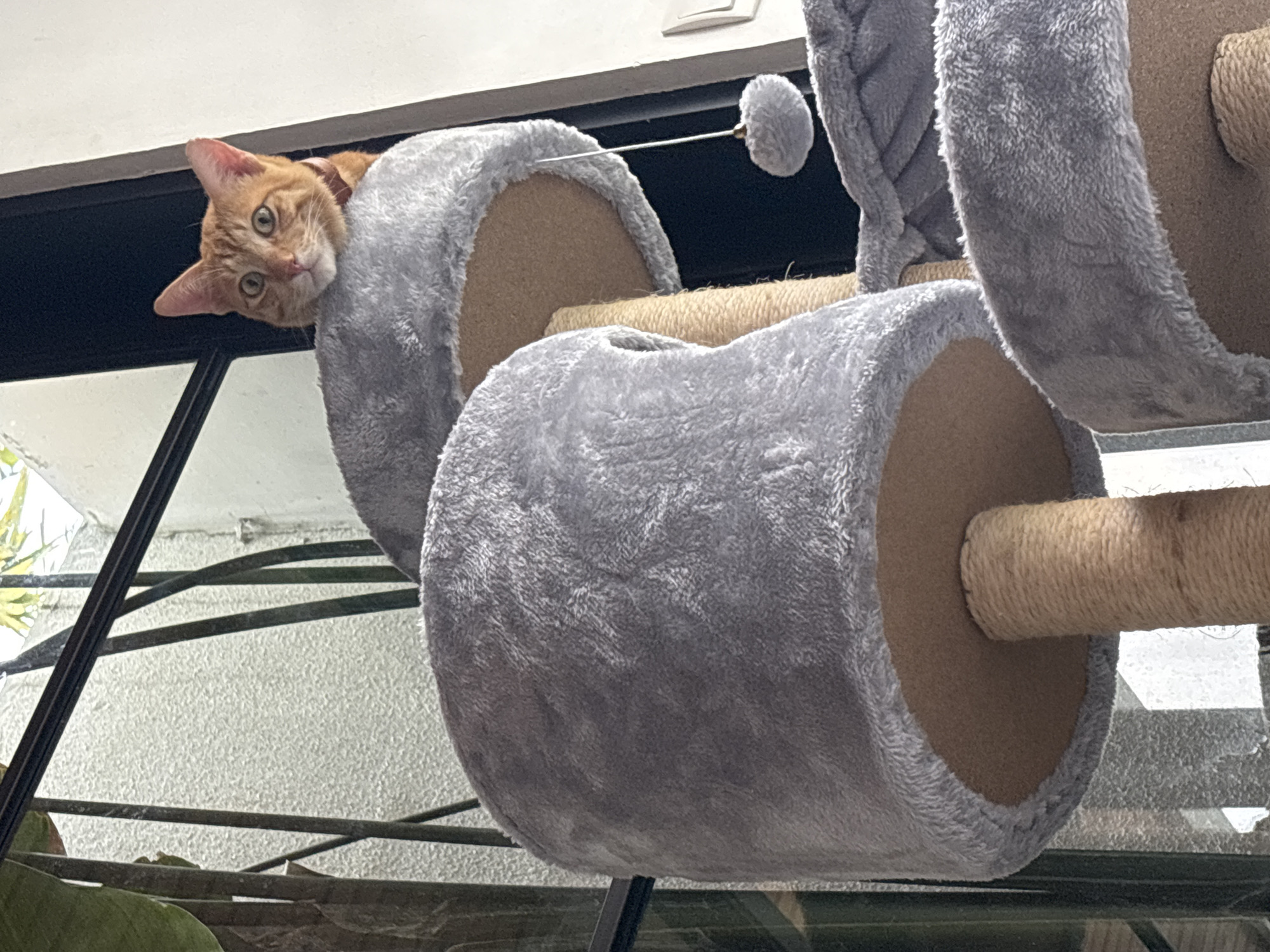 A ginger cat is peering out from a gray plush-covered circular section of a multi-tiered cat tree. The cat tree is located indoors, near a window. Outside the window, a partial view of greenery is visible. The scene is likely located in a residential setting. There is no indication it is located in the city of Mengwi, Indonesia.