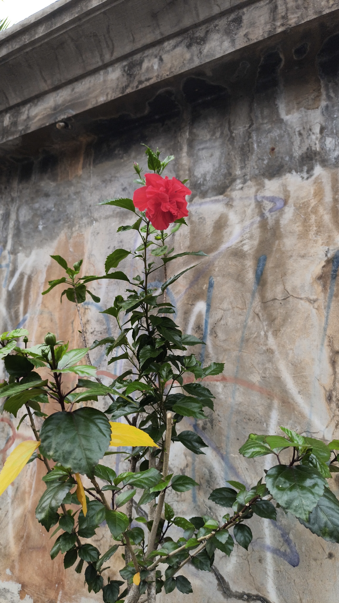 The image depicts a vibrant red hibiscus flower blooming on a branch of a hibiscus plant. The plant has numerous green leaves and some yellow leaves. The background is a textured, weathered concrete wall with graffiti. The scene appears to be in an outdoor setting, possibly a garden or a yard, in South Jakarta, Indonesia. The lighting suggests it is daytime. There are no people visible in the image.