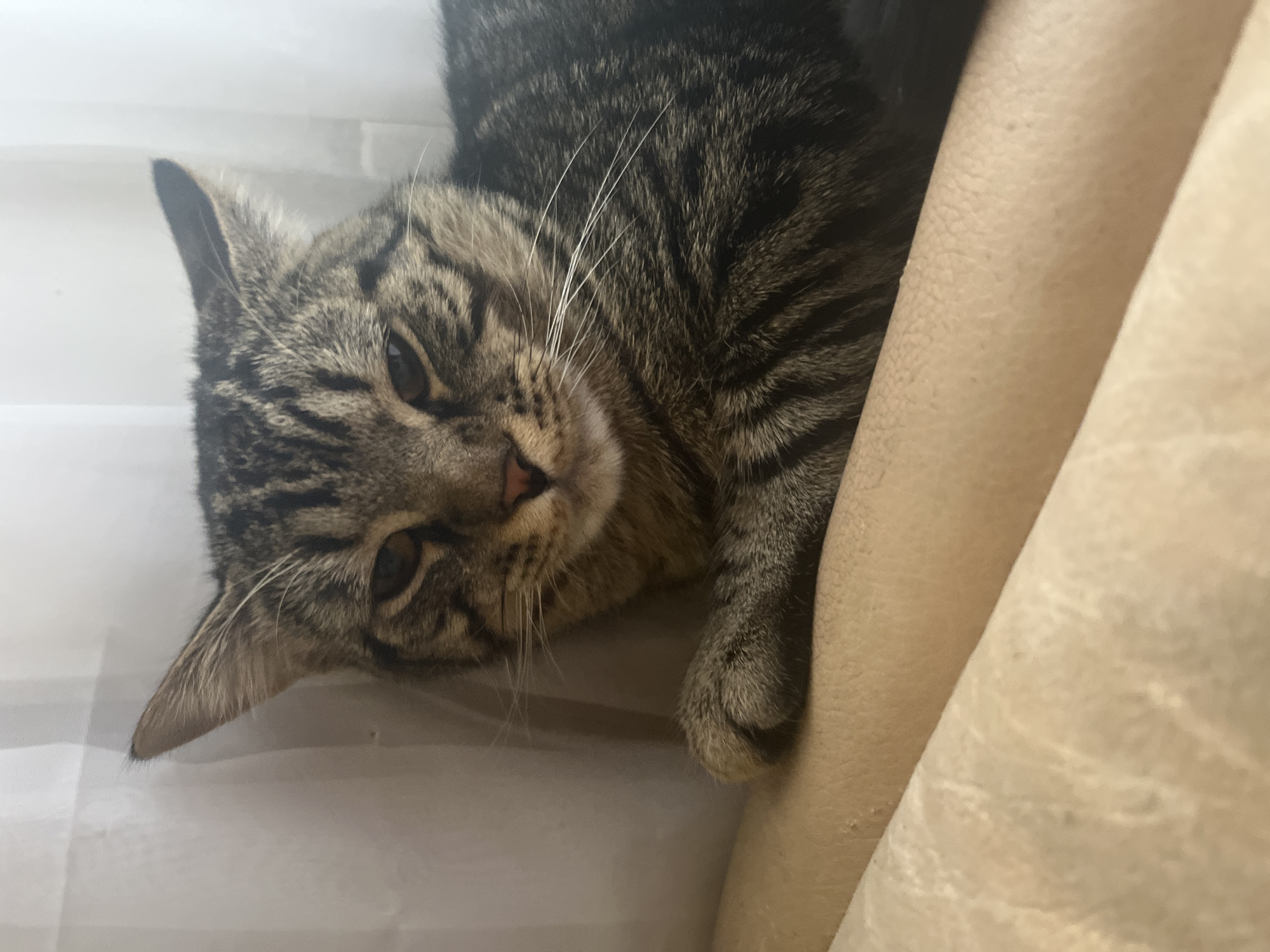 A tabby cat is lying down. The cat's head is tilted, and it's resting one paw on a light beige surface. The cat is resting on a white surface. The location is unknown and cannot be determined from the image.