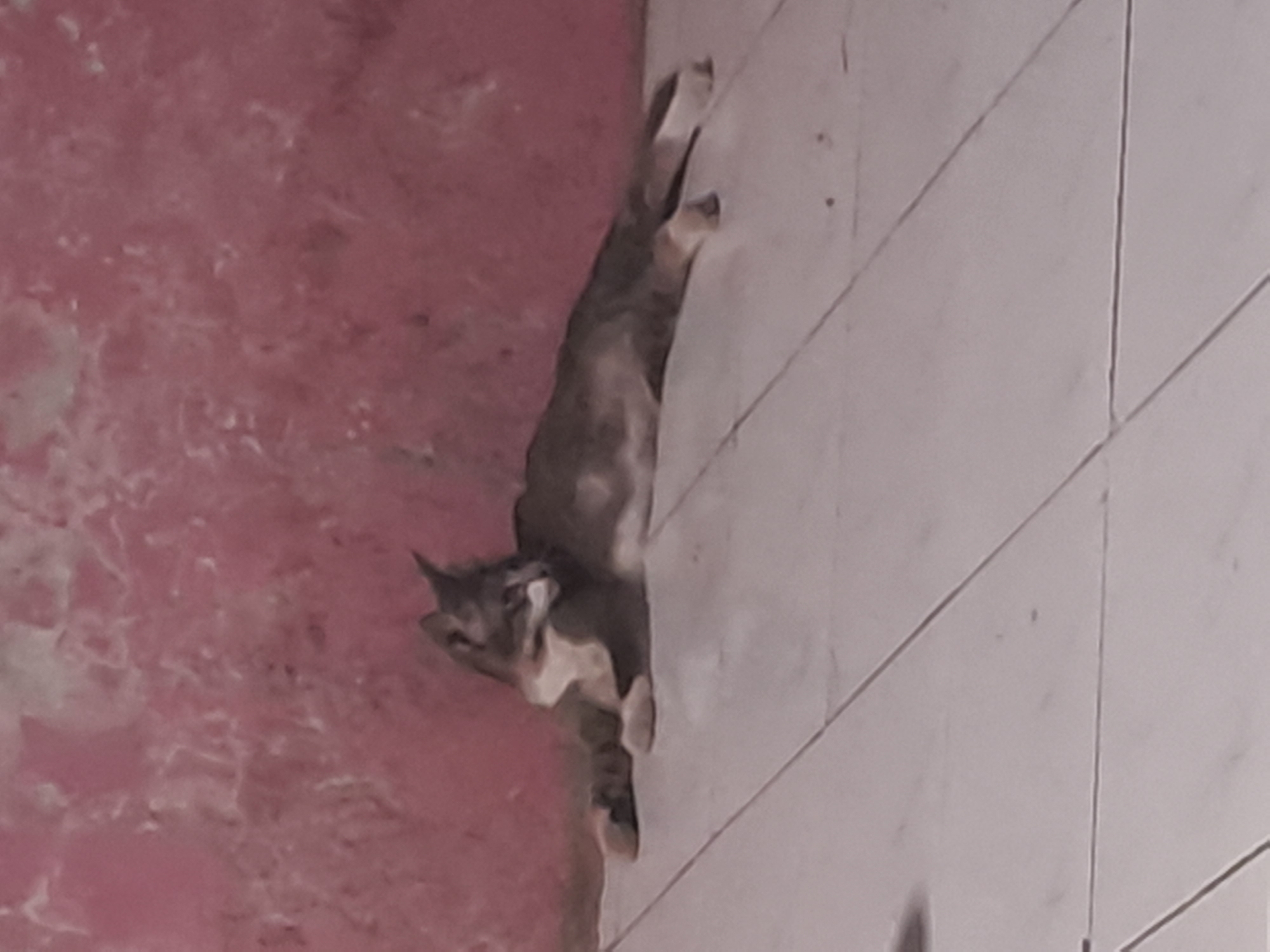 A cat is lying on a tiled floor in front of a pink wall. The cat is mostly grey and white with some brown patches. It is lying on its side with its paws stretched out. The wall behind the cat is textured and appears to be painted pink. The floor is made of light-colored tiles arranged in a grid pattern. The lighting in the scene is dim. There are no people or other animals visible in the image. The location is the city of Sumberejo, Indonesia.