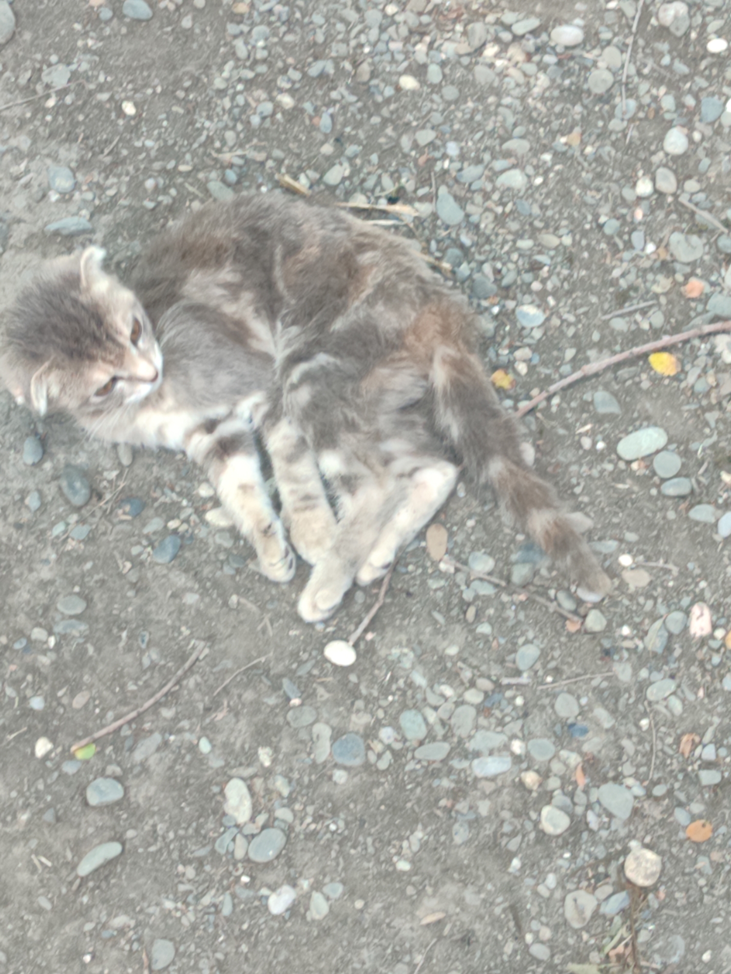 A grey and white tabby cat is lying on its side on a gravelly ground. The cat is curled up and facing left. Its eyes are open and it appears to be alert. The ground is covered in small, grey, and brown pebbles. There are also a few dried leaves and twigs scattered on the ground. The lighting suggests it is daytime. The image appears to have been taken in an outdoor setting in Sunzha, Russia.