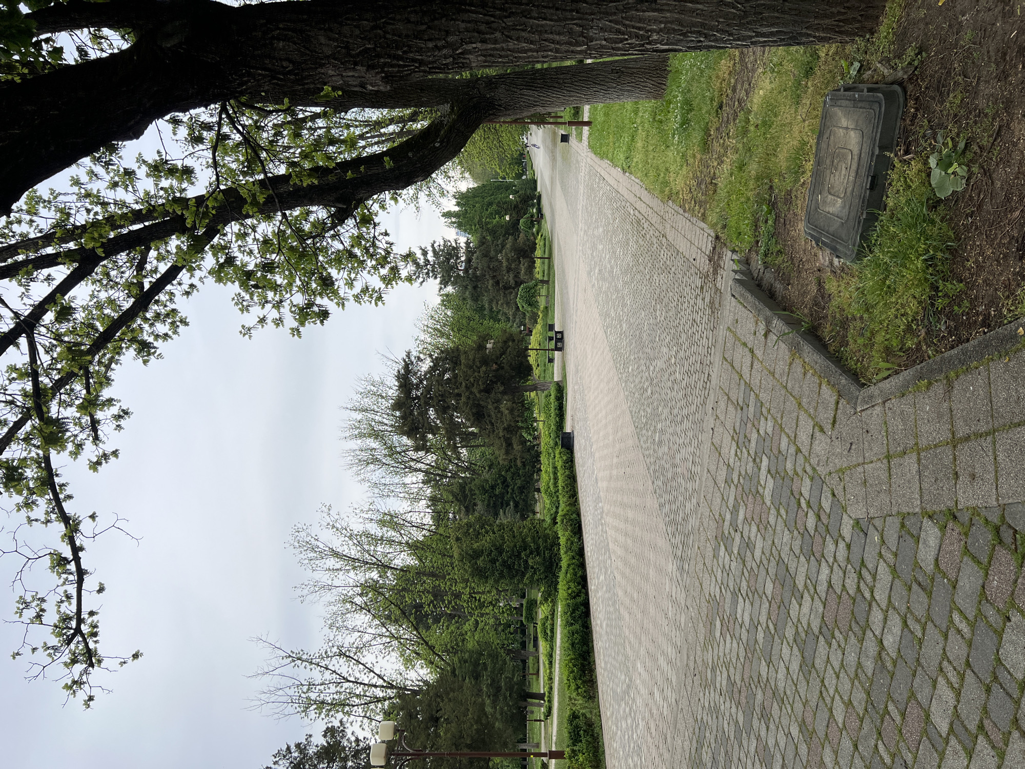 The image shows a long, paved walkway in a park. The path is made of interlocking stones, primarily gray in color, with some interspersed with green moss. The path stretches into the distance, flanked by greenery on both sides. Trees line the walkway, with branches and leaves visible above. A large tree trunk is prominent on the left side of the frame, partially obscuring the view. An access panel is placed on the grass on the right side of the image. The sky is overcast. The location is the 30th Anniversary of Victory Park in Krasnodar, Russia, identifiable by its distinctive paving and layout. No people are visible in the image.