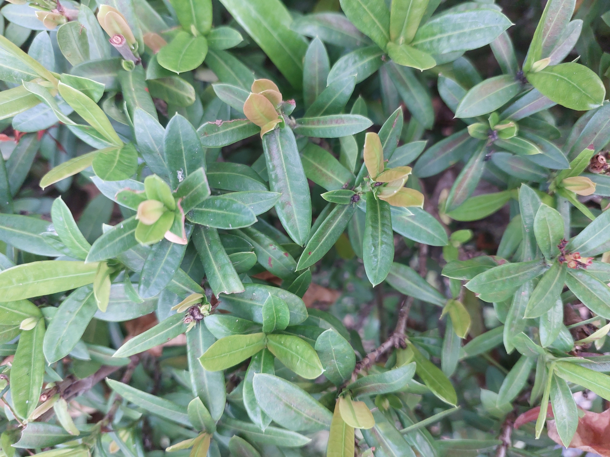The image is a close-up, overhead view of a dense cluster of green foliage, likely a shrub or bush. The leaves are elongated with pointed tips and a slightly glossy surface. Some of the leaves exhibit a reddish-brown hue, suggesting new growth or discoloration. Small, dark buds or seed pods are visible at the tips of some branches. The background is blurred, but appears to be a natural outdoor setting, possibly a garden or park. The lighting is soft and diffused, indicating an overcast day or shade. No people or animals are visible in the frame. The scene is forensic in nature and does not contain any identifiable landmarks or specific details to pinpoint its location within Baan Mae Nam, Thailand.
