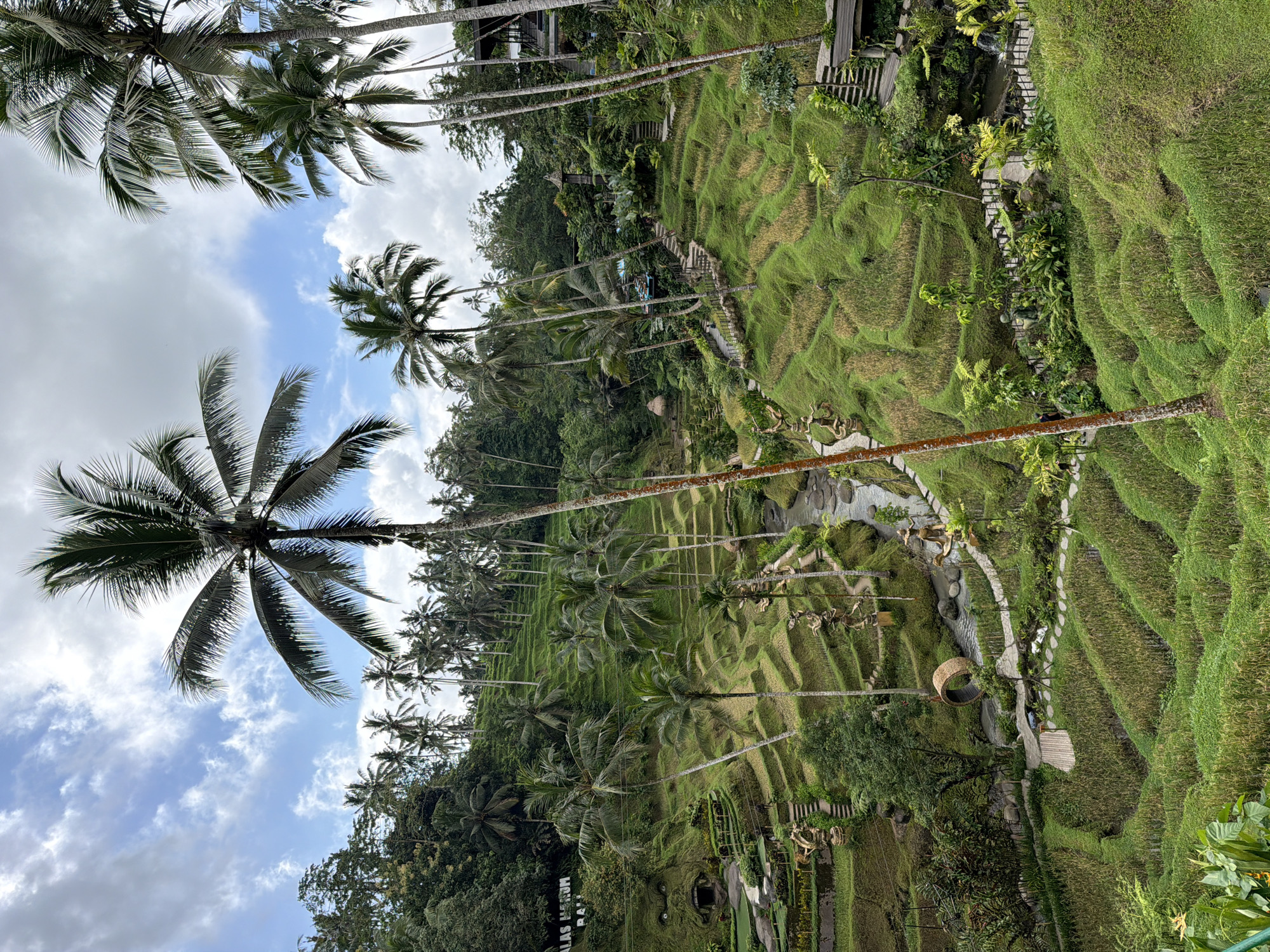 The image shows a landscape with rice terraces in Tegal Suci, Indonesia. Palm trees are scattered throughout the scene. The sky is visible between the trees with scattered clouds. The rice terraces are lush green. A pathway winds through the terraces. There are some architectural features such as staircases visible in the landscape.