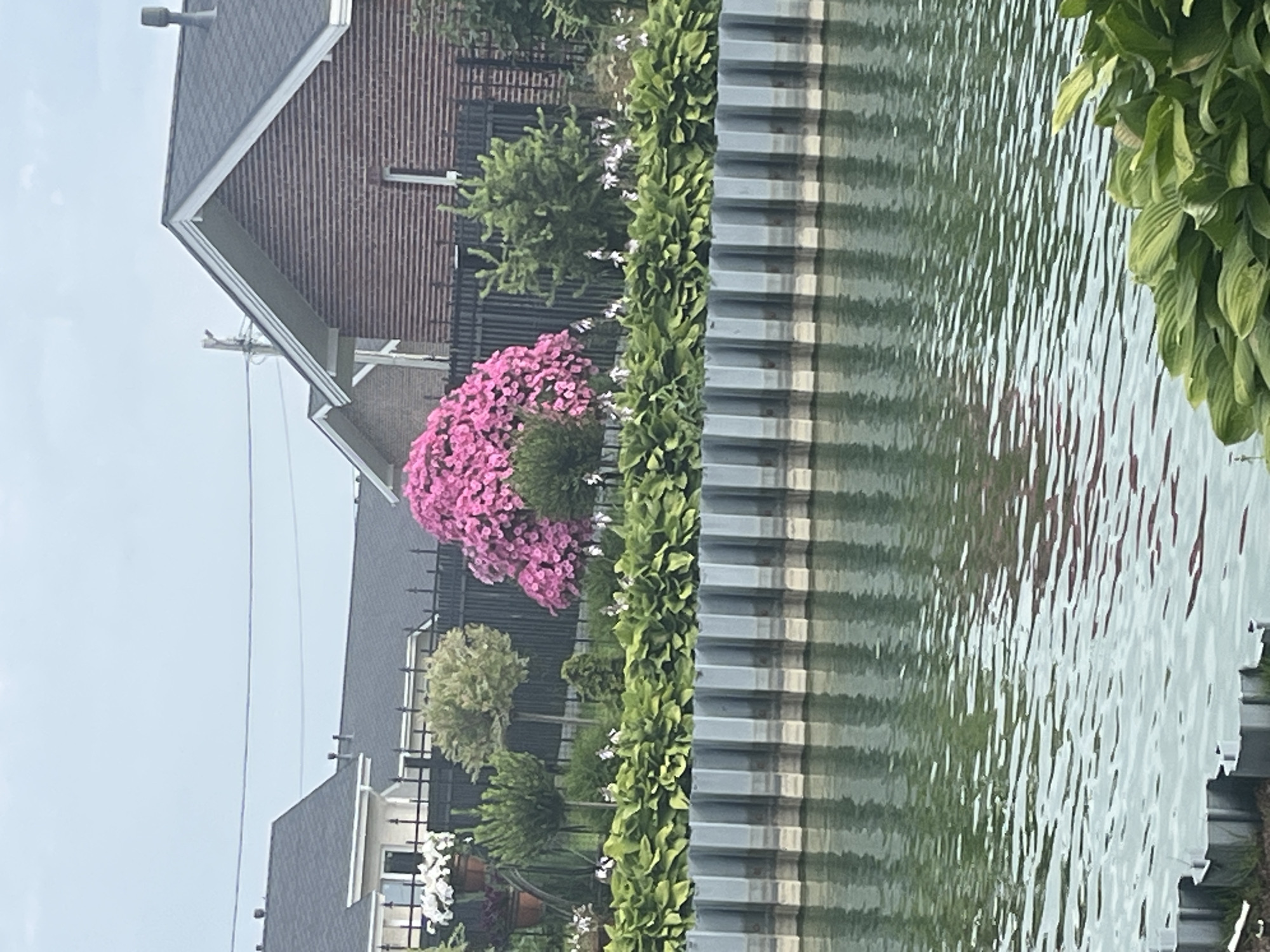 The image depicts a waterfront scene in Бабигонская долина, Russia. In the foreground, calm green water reflects the surrounding environment. A textured, ribbed barrier runs along the water's edge, separating it from a manicured garden. The garden features lush green hostas in the immediate foreground, with a variety of plants and trees behind them. Prominent among the flora are a large, bushy pink flowering plant and several smaller green shrubs and trees. A dark metal fence encloses the garden area. In the background, brick and lighter-colored houses with dark roofs are visible, suggesting a residential or semi-residential area. The sky is overcast, indicating a cloudy day. There are no people or animals visible in the image.
