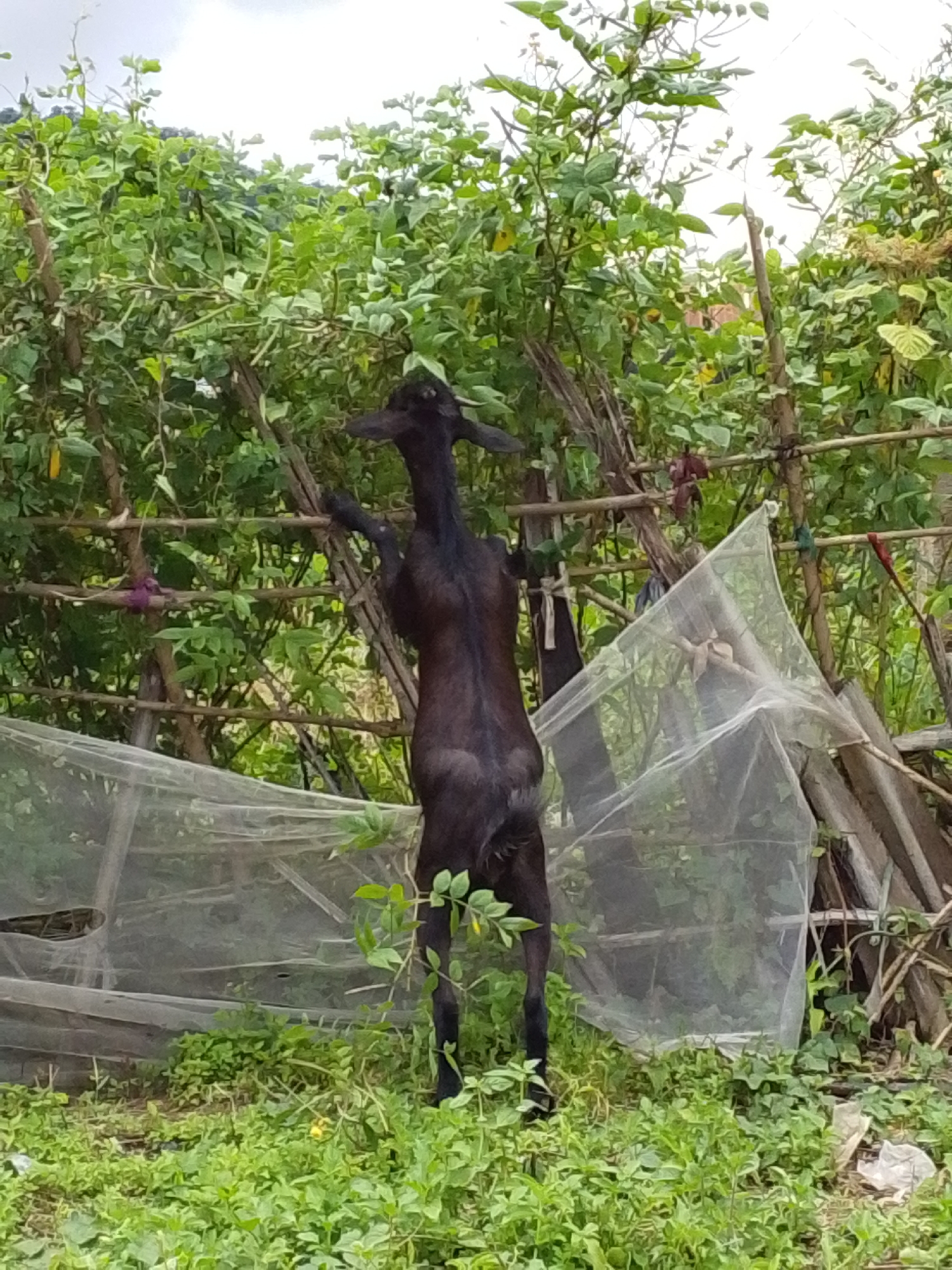 In Serti, Nigeria, a dark-colored goat stands on its hind legs, reaching for green foliage from a wooden trellis. The goat's head is angled upwards and to the left. Behind the goat, a densely vegetated area is visible, with a white netting structure to the right. The ground is covered in green grass and plants. The sky is overcast.
