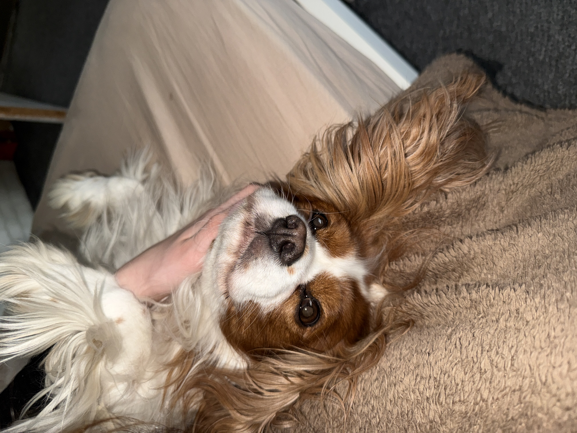 A Cavalier King Charles Spaniel dog with brown and white fur is lying on its back. A person's hand is resting on the dog's neck. The dog is on a brown blanket or bed, which is on top of a beige blanket. The background is unclear. There is no location information present in this image.