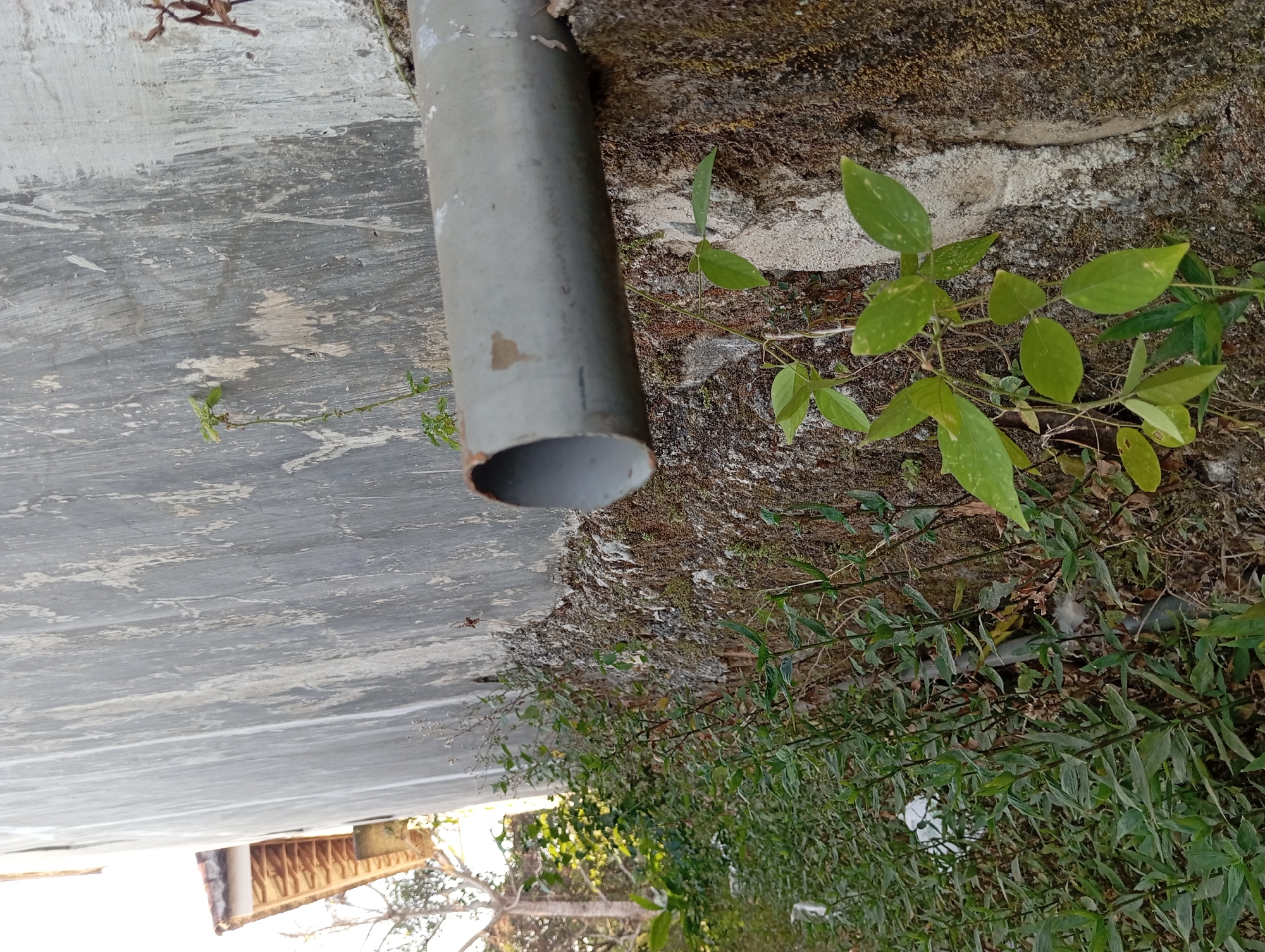 A gray pipe runs horizontally across the frame, attached to a rough, weathered wall. The wall is textured with vertical streaks and patches of lighter and darker gray. The lower part of the wall is covered in moss and appears to be built on rough, uneven ground. Green vegetation, including leafy plants and vines, grows around the base of the wall and creeps up towards the pipe. In the background, to the left, a part of a building with a reddish-brown tiled roof and wooden beams is visible, bathed in bright sunlight. The overall scene suggests an outdoor environment, possibly the side of a building in a somewhat overgrown area. The location is specified as Padurungan, Indonesia. There are no people visible in the image.